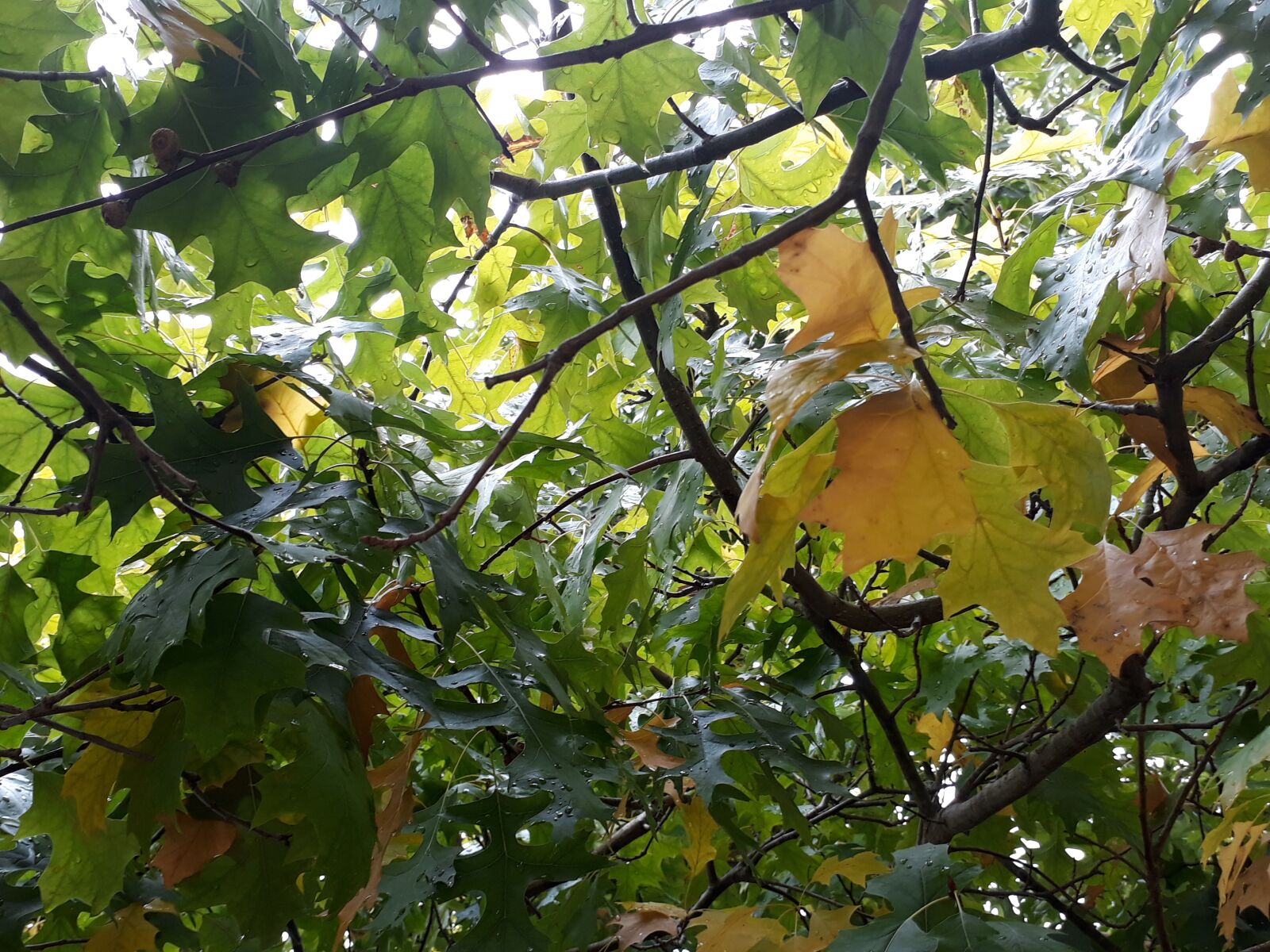 Samsung Galaxy J5 Prime sample photo. Autumn, leaves, tree photography