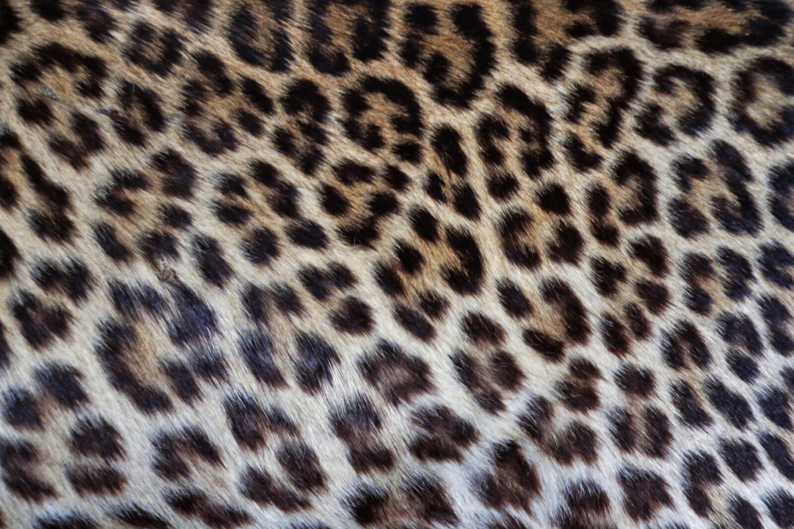 Canon EOS 7D Mark II sample photo. Background, black, dots, fur photography