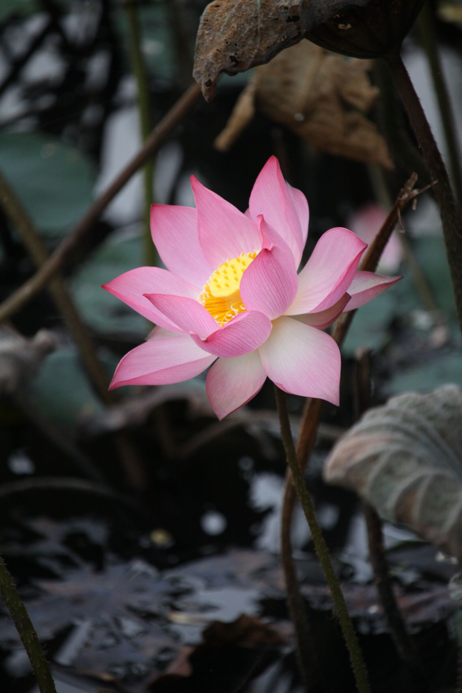 Canon EOS 50D sample photo. Pink lotus, lotus, flower photography