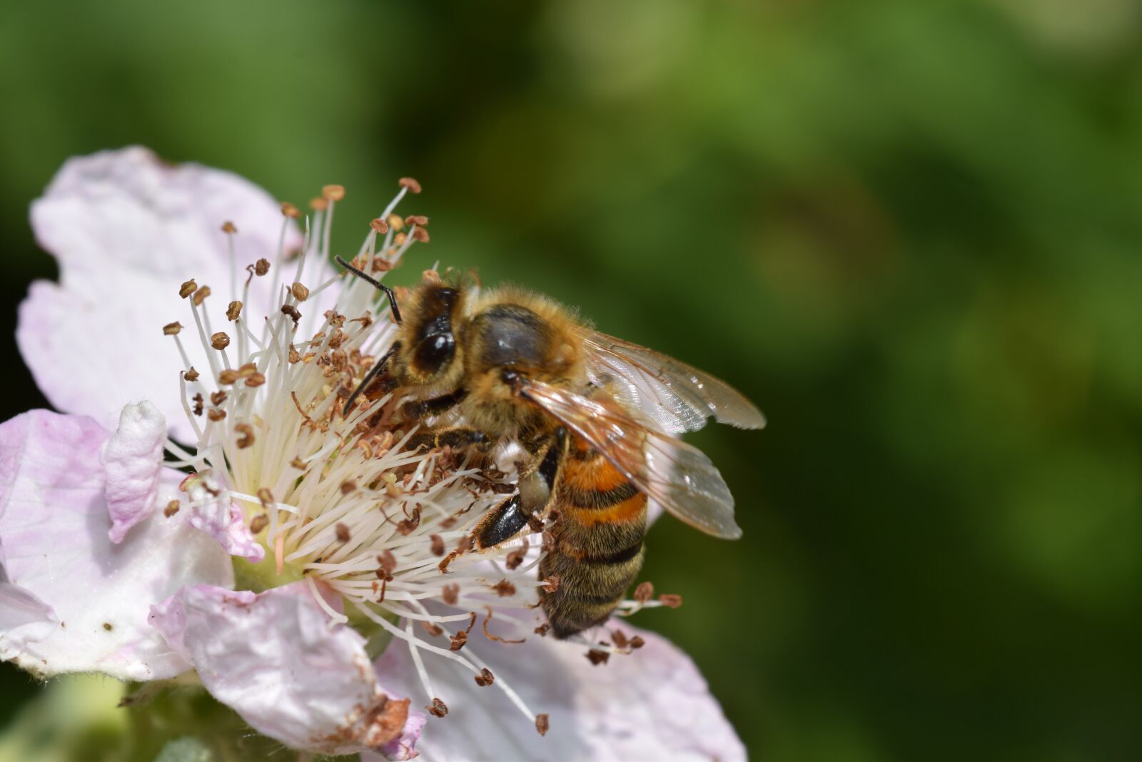 Nikon D5300 sample photo. Bee, flower, honey photography