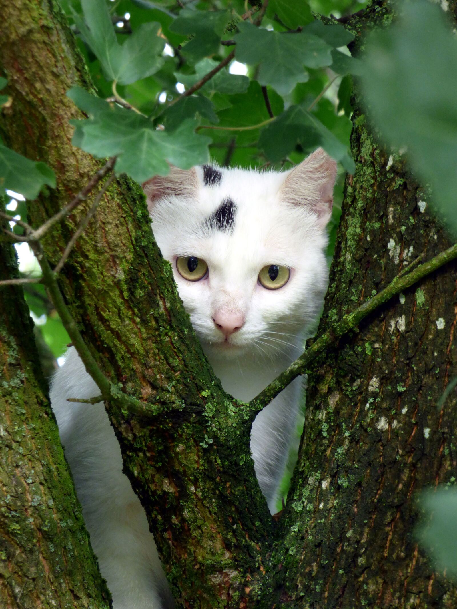Panasonic DMC-FZ72 sample photo. Cat, white, animal photography