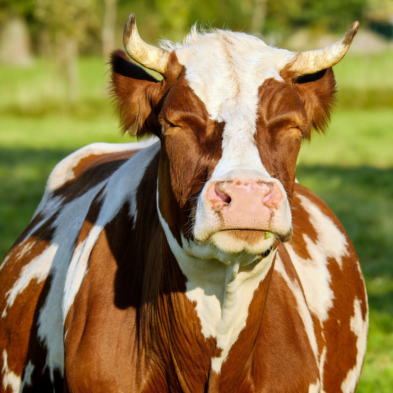 Fujifilm XF 55-200mm F3.5-4.8 R LM OIS sample photo. Cow, brown white, spotted photography