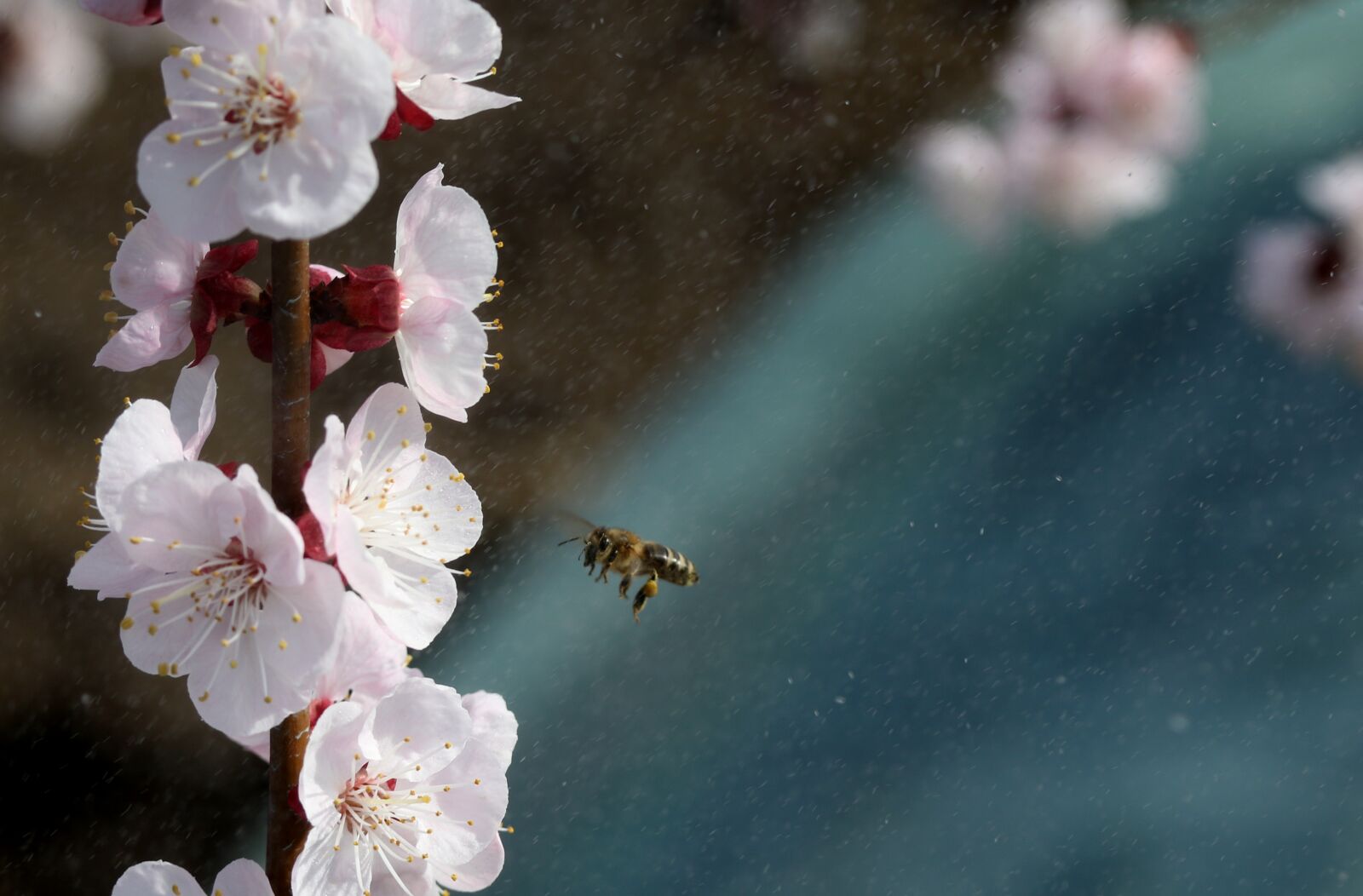 Canon EF-S 60mm F2.8 Macro USM sample photo. Flowers, white, spring photography