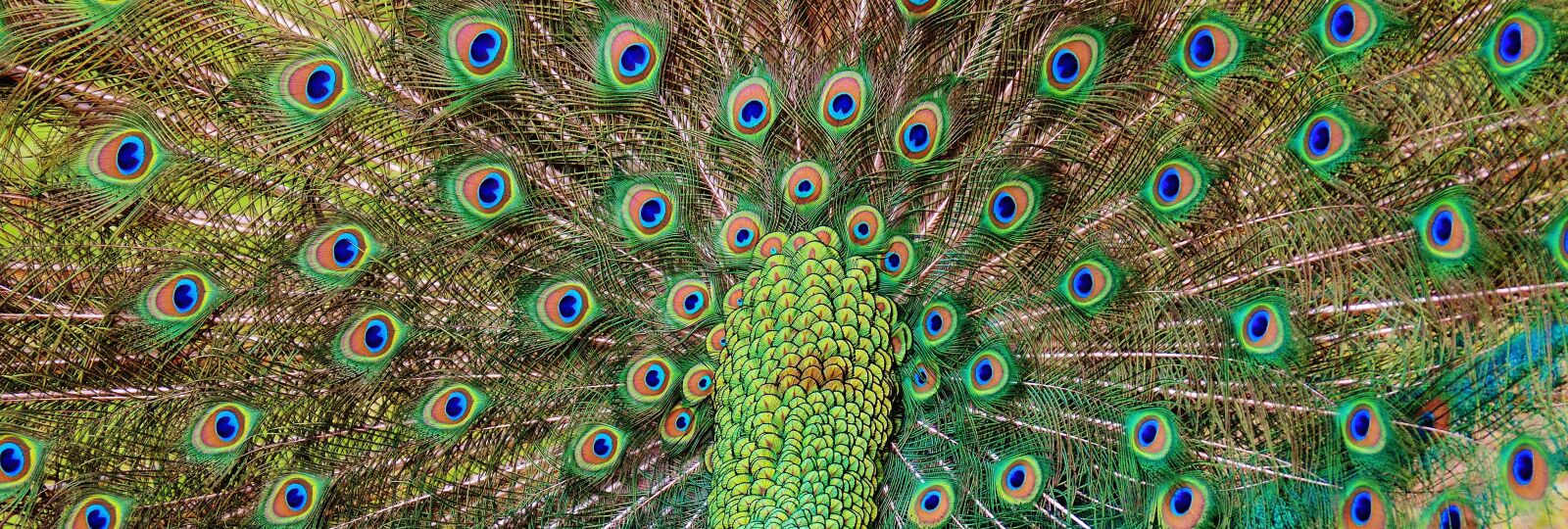 Nikon D3200 sample photo. Peacock feathers, peacock, bird photography