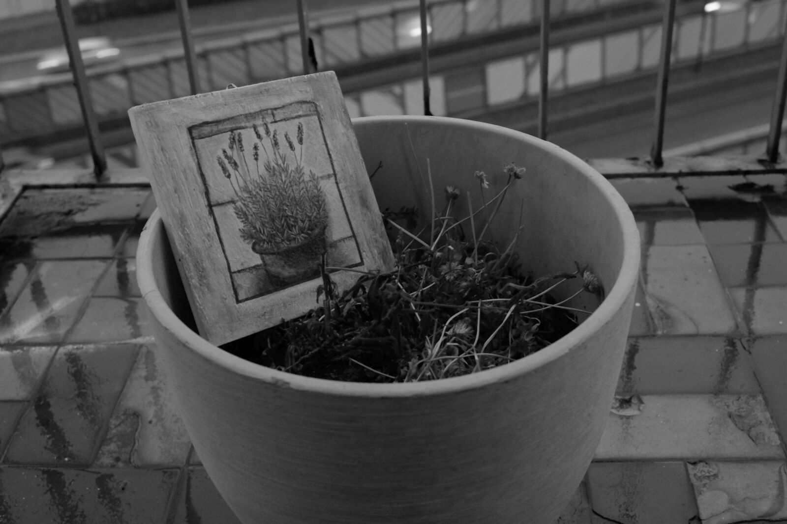 Fujifilm XF 27mm F2.8 sample photo. Plants, still, life photography