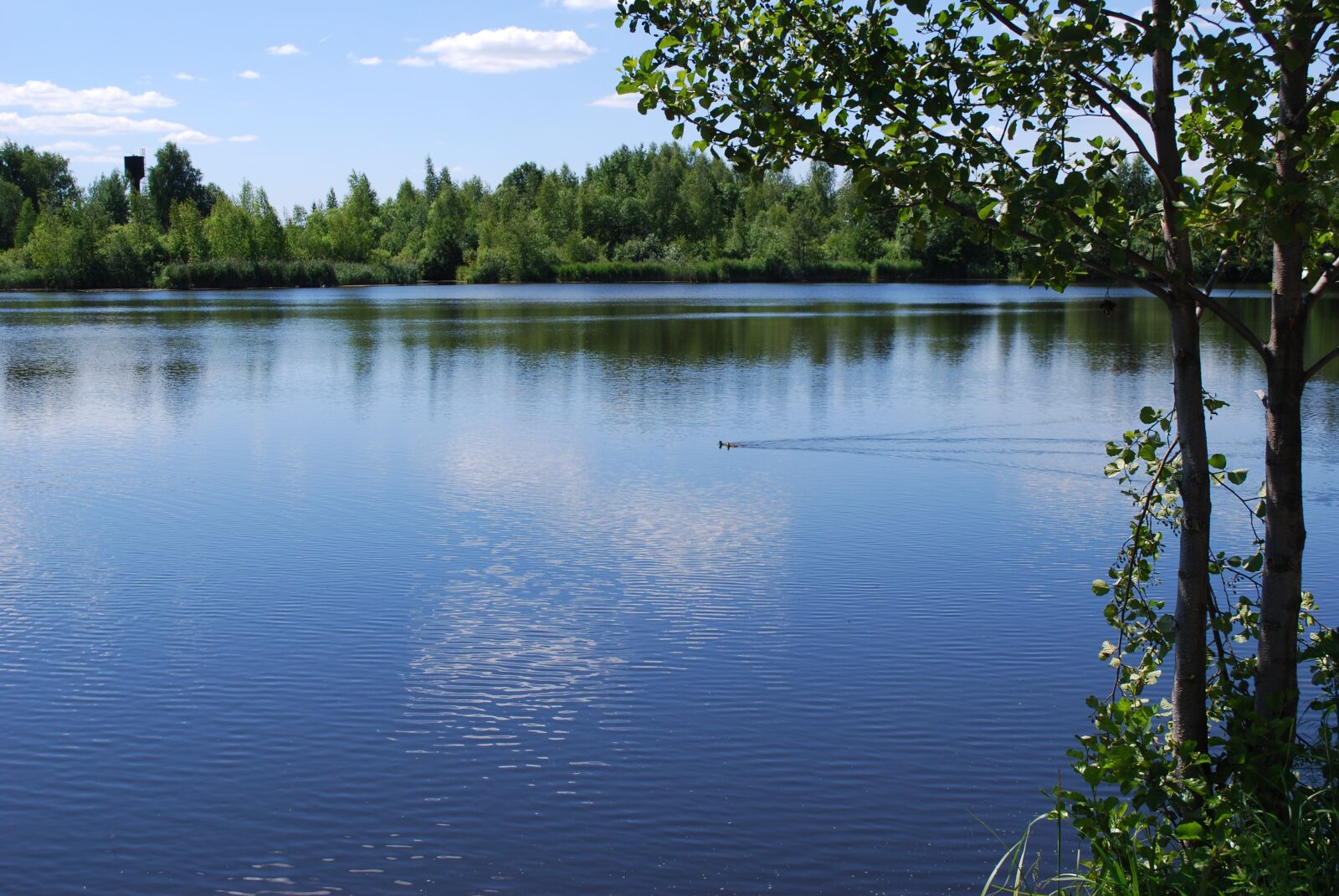 Nikon D60 sample photo. Nature, pond, water photography