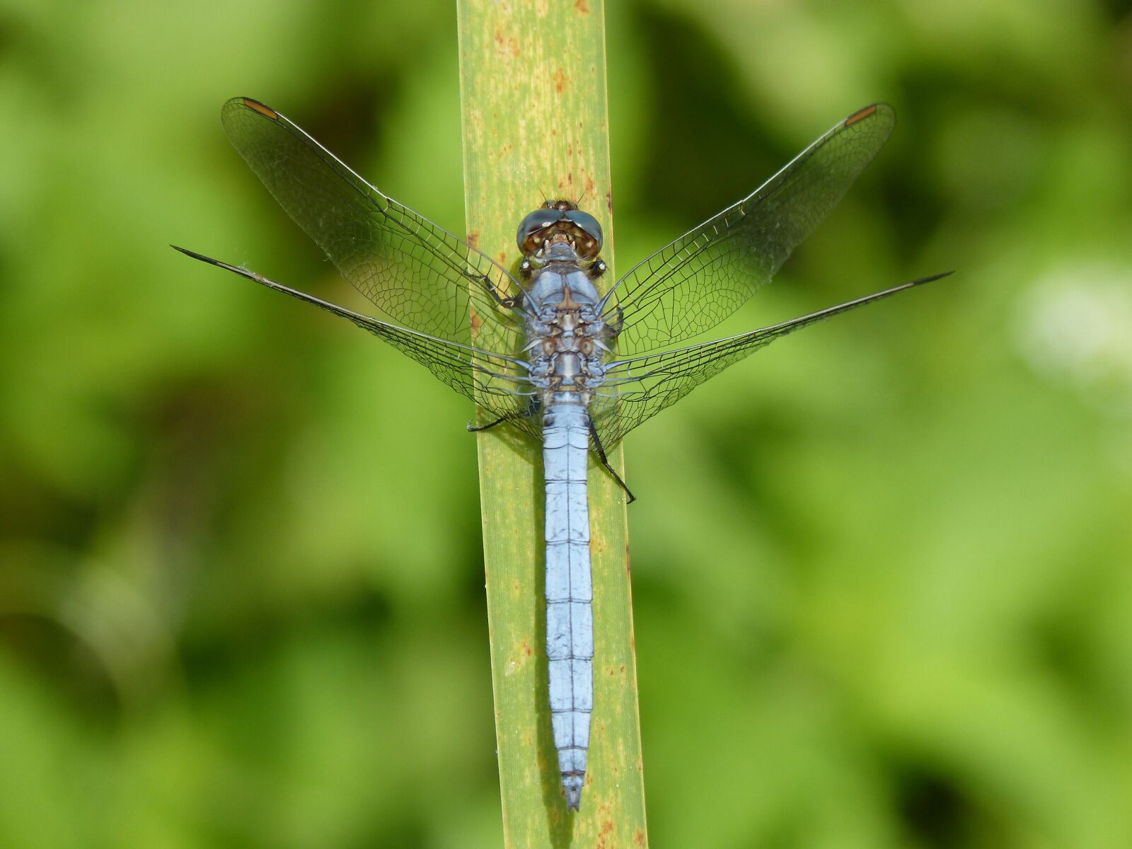 Panasonic DMC-FZ62 sample photo. Dragonfly, blue dragonfly, leaf photography