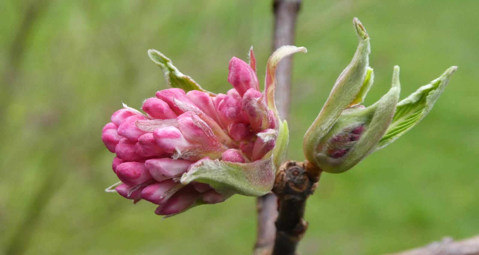 Panasonic DMC-TZ81 sample photo. Blossom, bloom, garden photography
