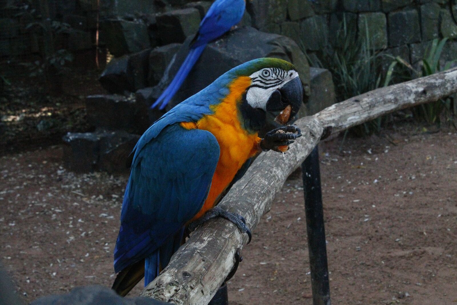Canon EOS 1100D (EOS Rebel T3 / EOS Kiss X50) sample photo. Arara, blue, eating photography