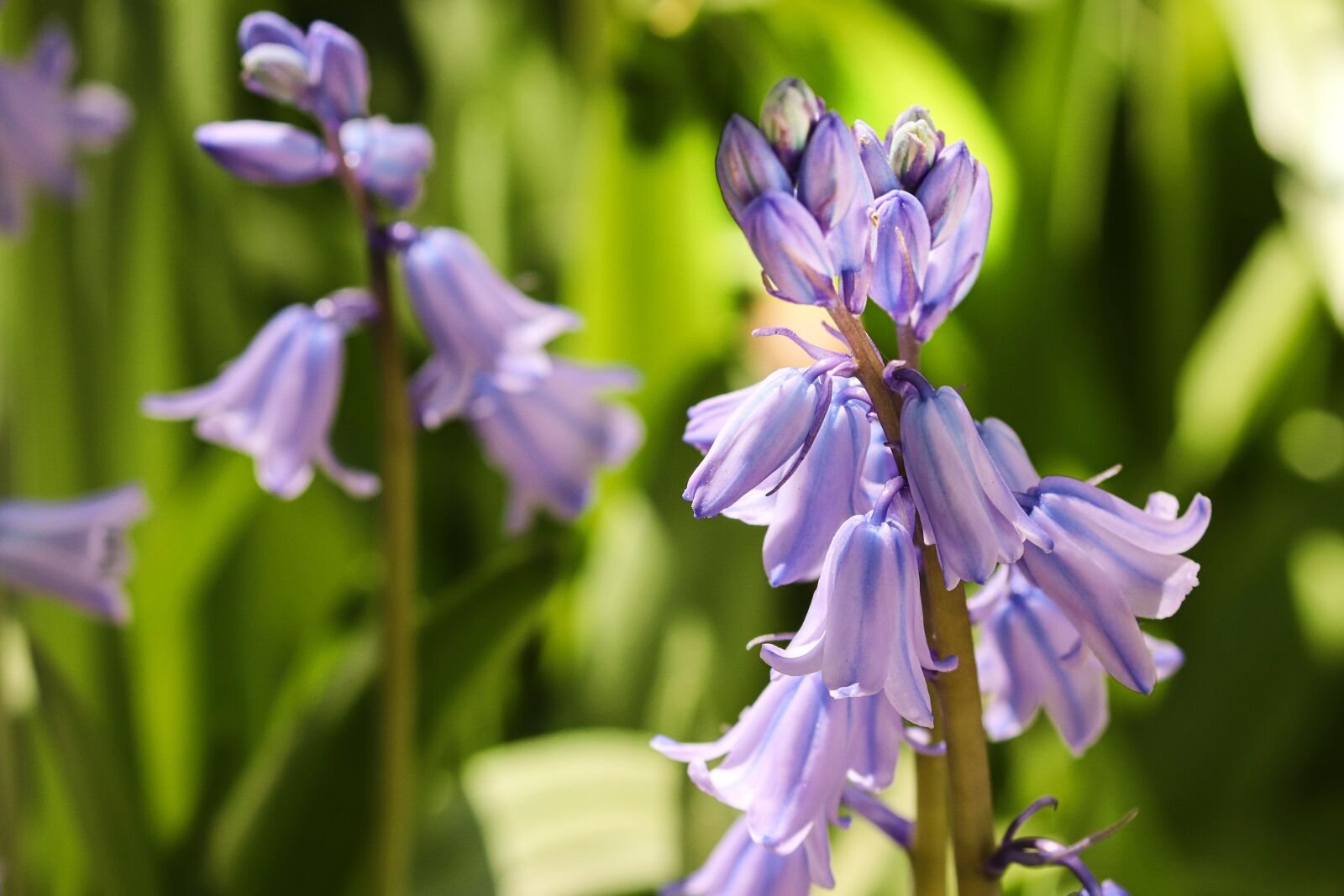 Canon EOS 200D (EOS Rebel SL2 / EOS Kiss X9) sample photo. Bluebell, hyacinthoides, flower bell photography