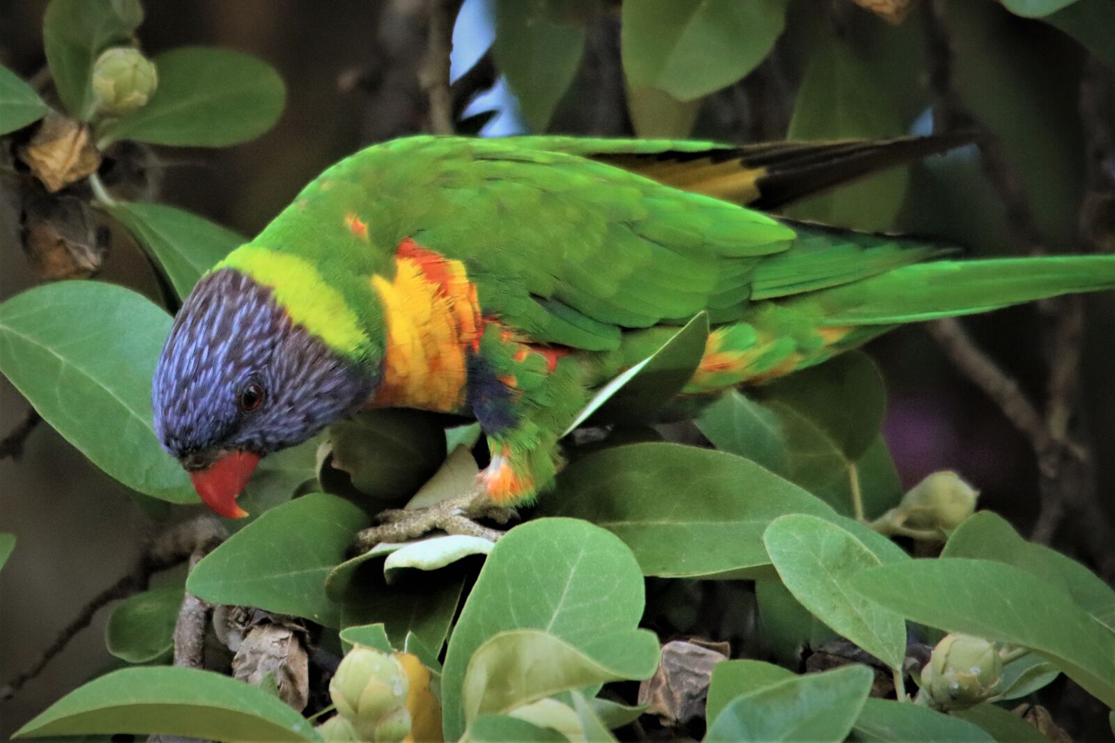 Canon EOS 90D sample photo. Rainbow lorikeet, eating, native photography