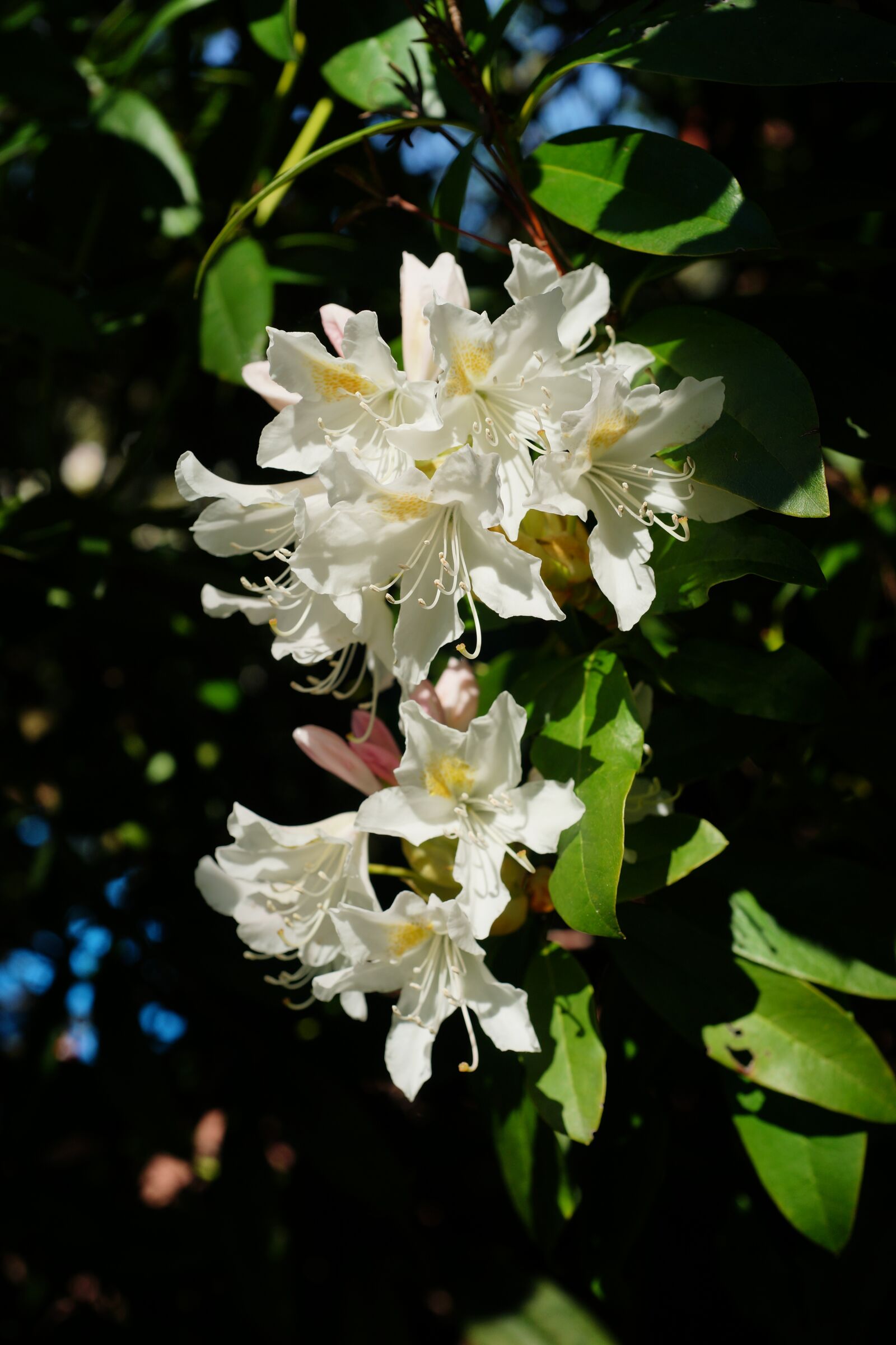 Sony a99 II + MACRO 50mm F2.8 sample photo. Rhododendrons, white, flowers photography