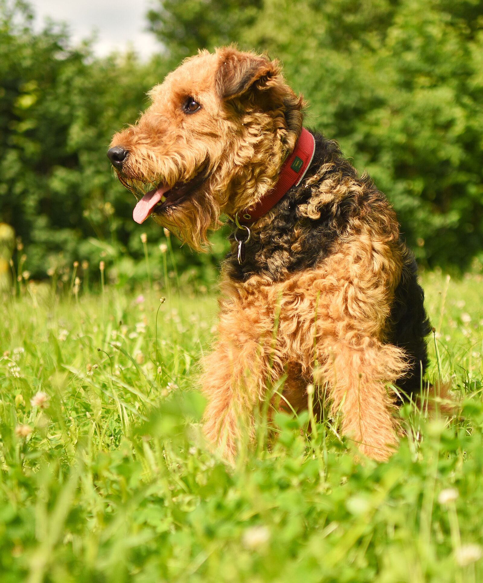 Nikon D7200 sample photo. Dog, airedale terrier, pet photography