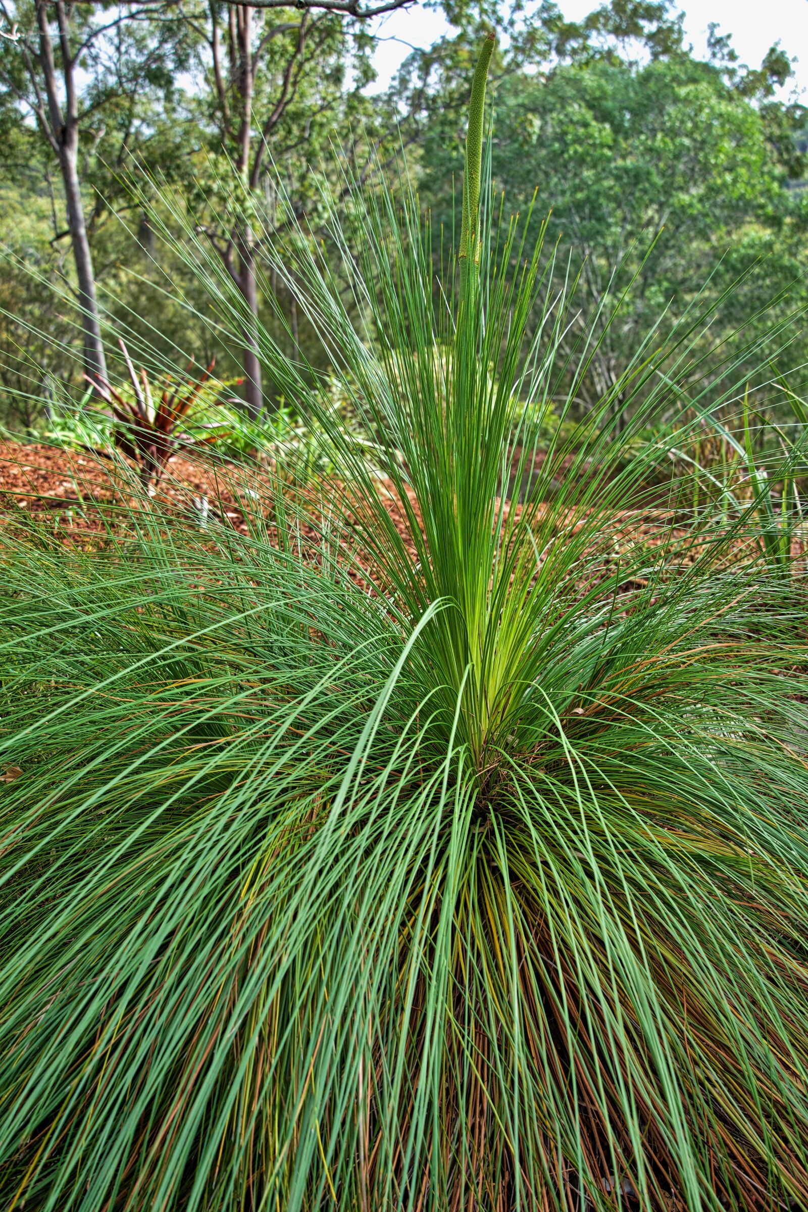Sony E 18-135mm F3.5-5.6 OSS sample photo. Xanthorrhoea, grass tree, australia photography