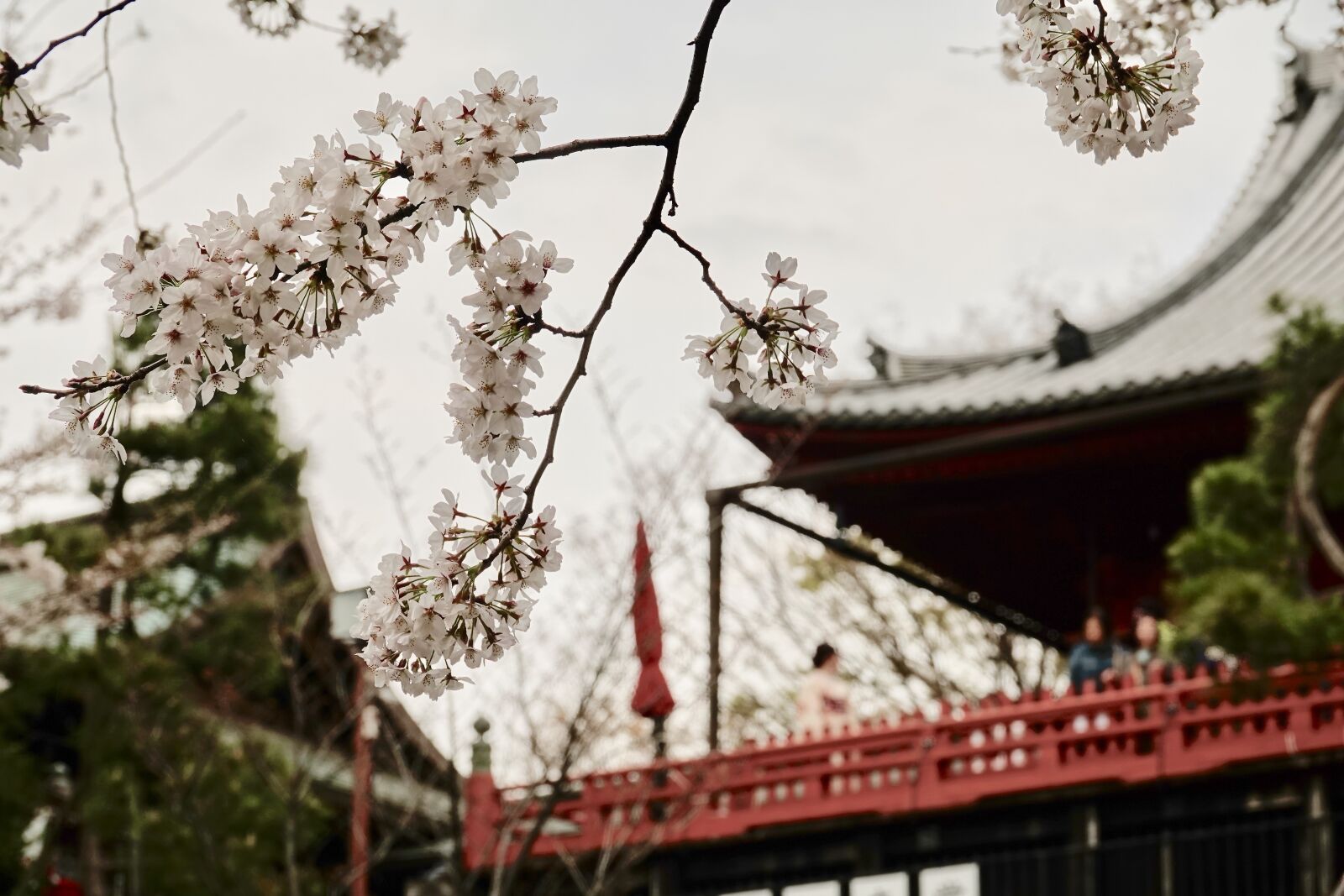 Sony Cyber-shot DSC-RX10 IV sample photo. Ueno, cherry blossoms, natural photography