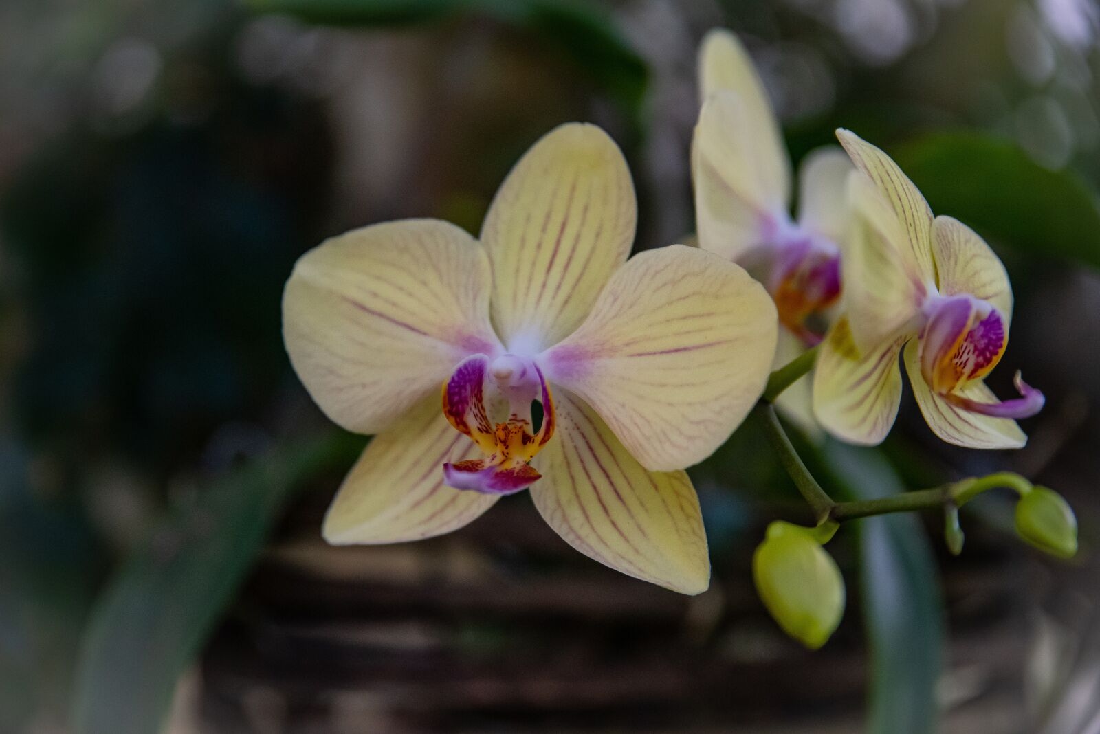 Tamron SP 24-70mm F2.8 Di VC USD sample photo. Flower, orchid, nature photography