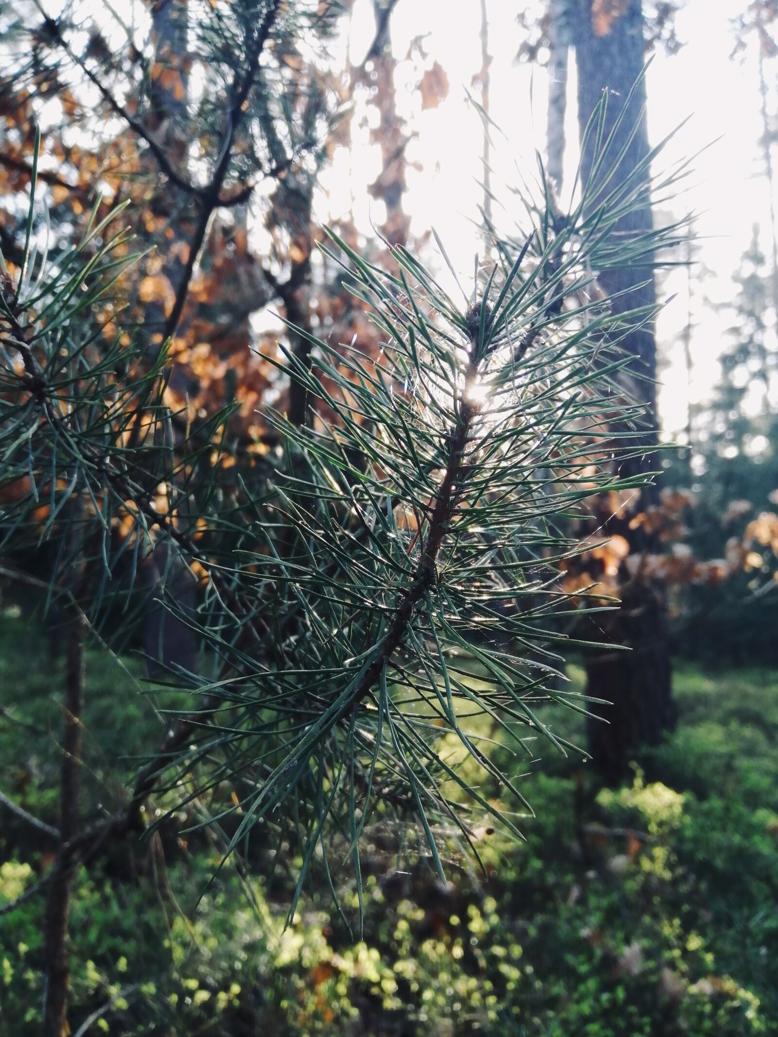 HUAWEI P SMART 2019 sample photo. Nature, plant, light photography