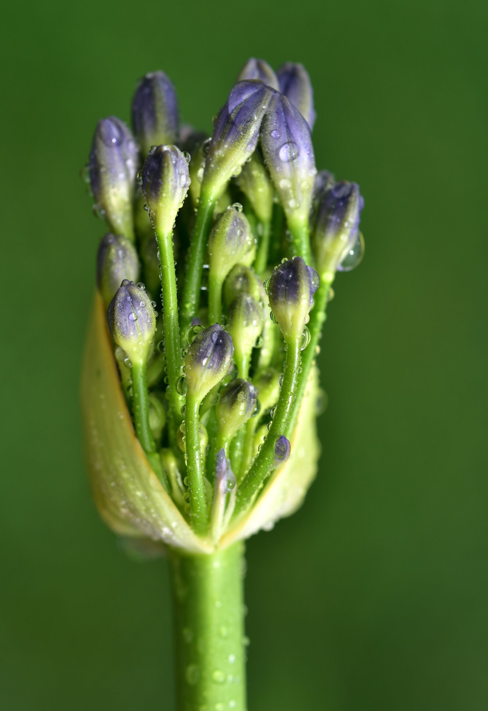 Nikon D750 sample photo. Blossom, bloom, bud photography