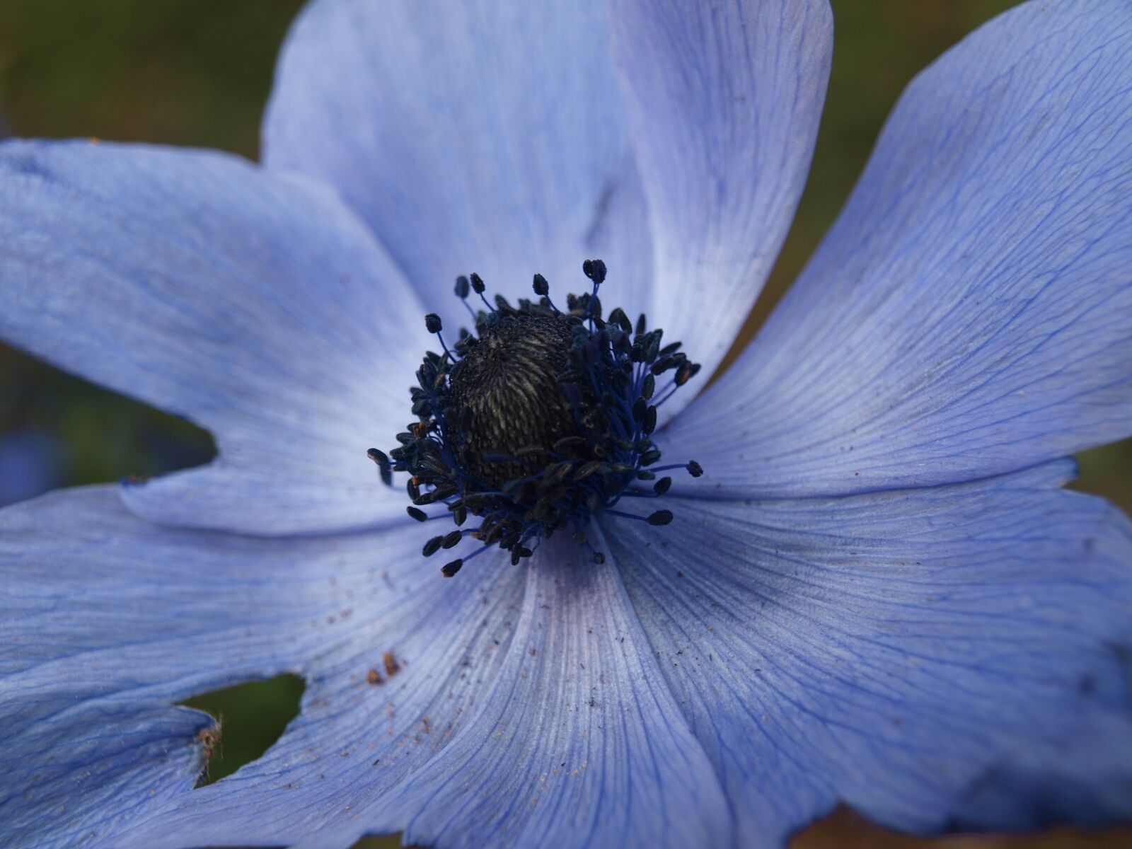 Olympus E-520 (EVOLT E-520) sample photo. Poppy, blue, flower photography