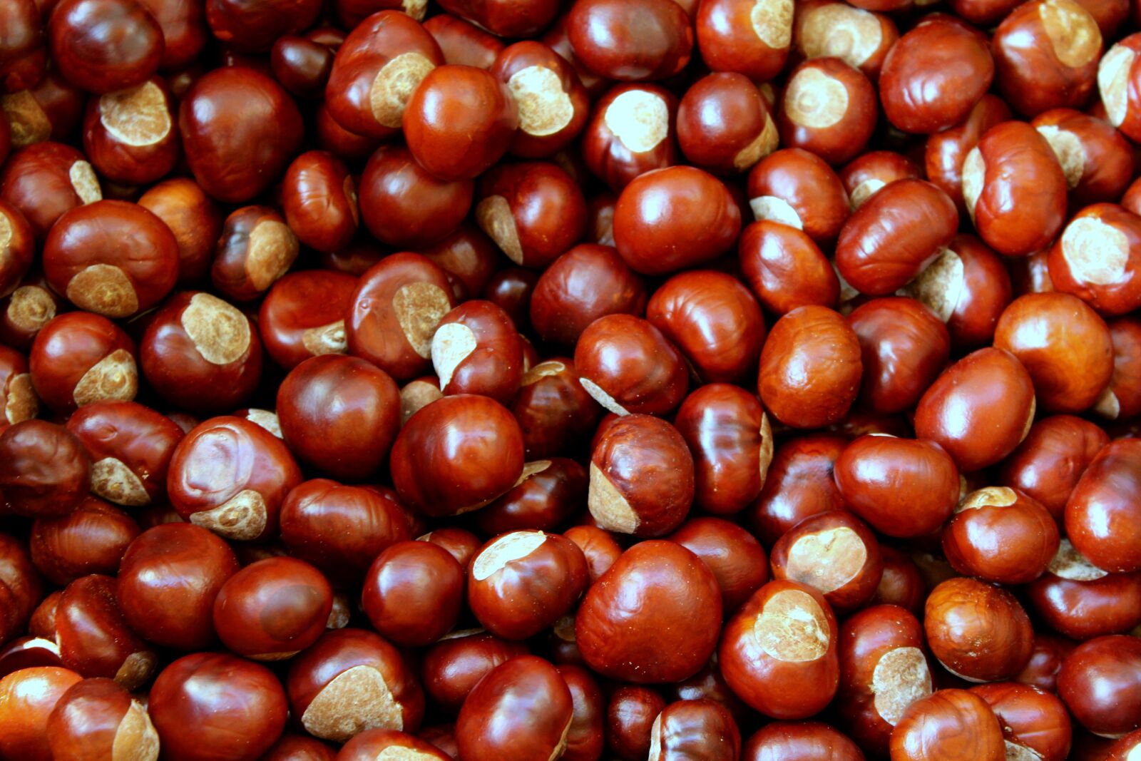 Canon EOS 1200D (EOS Rebel T5 / EOS Kiss X70 / EOS Hi) sample photo. Chestnuts, autumn, brown photography
