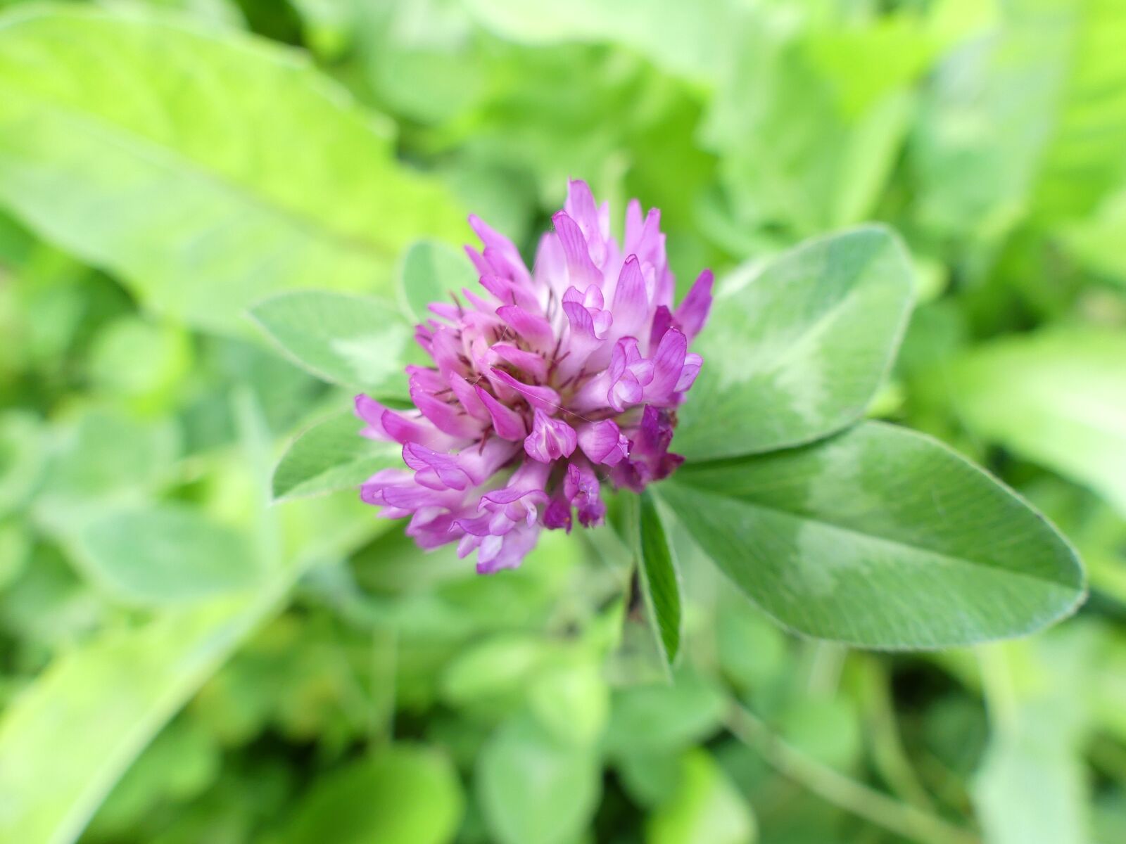 Panasonic Lumix DMC-FZ300 sample photo. Klee, purple, meadow photography