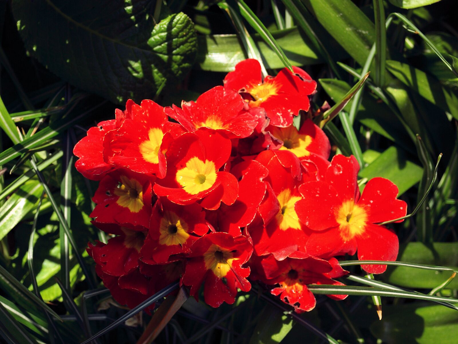 Olympus E-510 (EVOLT E-510) sample photo. Flowers, red, primroses photography
