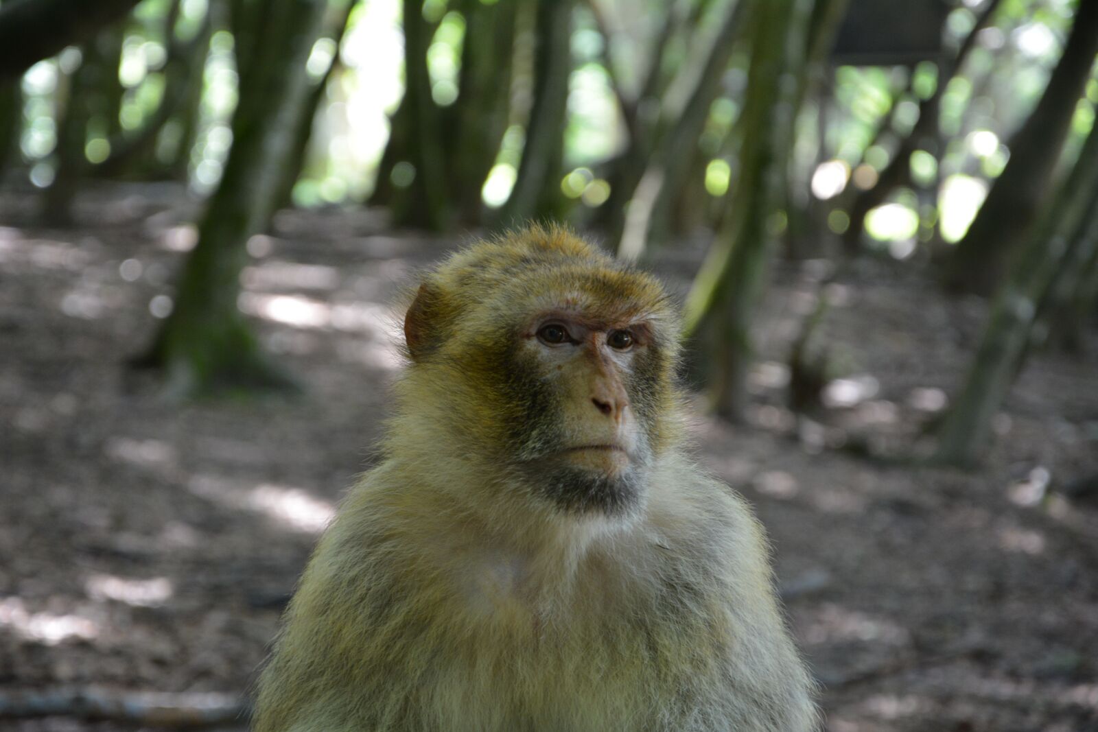 Nikon D5200 sample photo. Monkey, barbary ape, äffchen photography