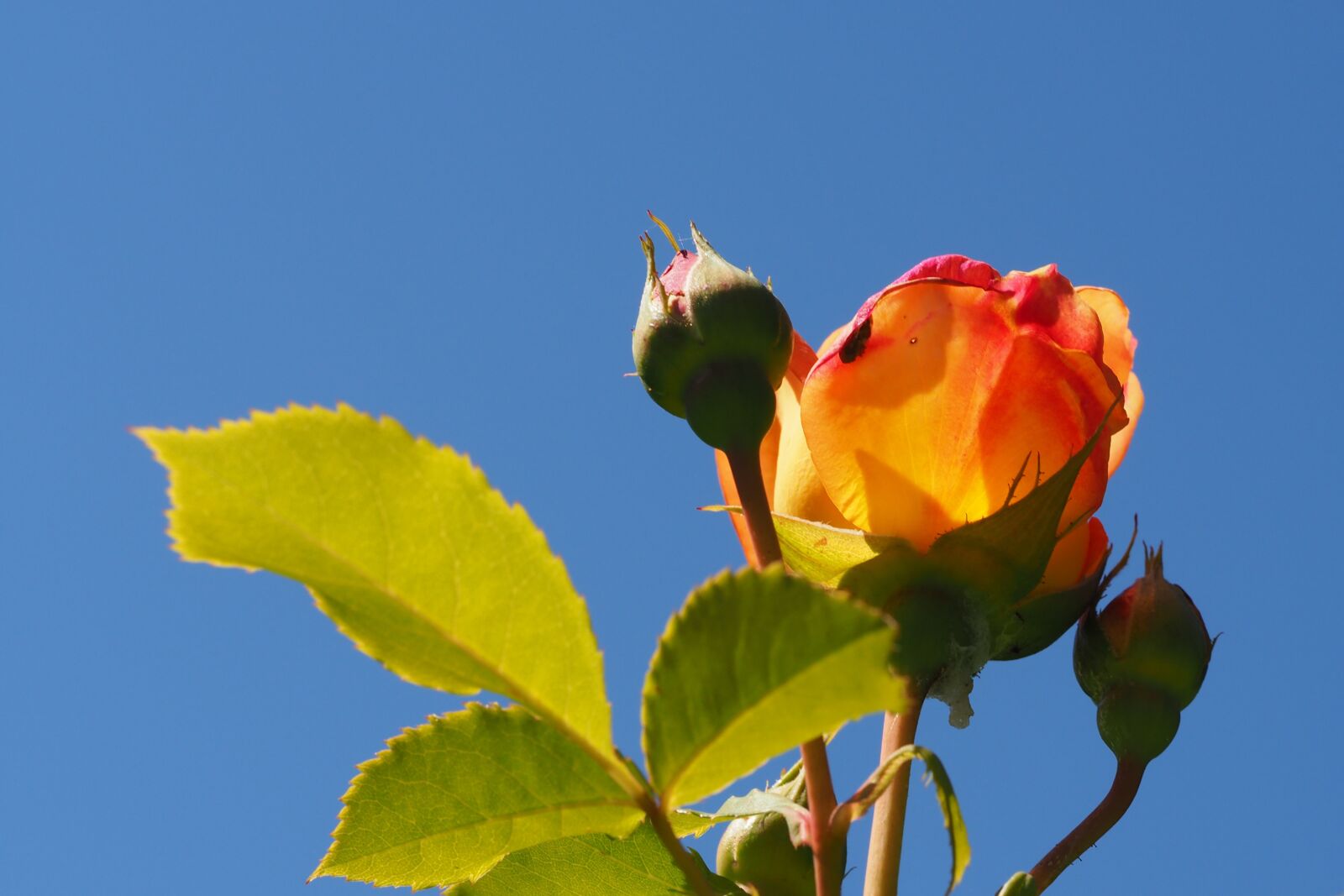 Olympus M.Zuiko Digital ED 60mm F2.8 Macro sample photo. Rose, rose bloom, rosebud photography