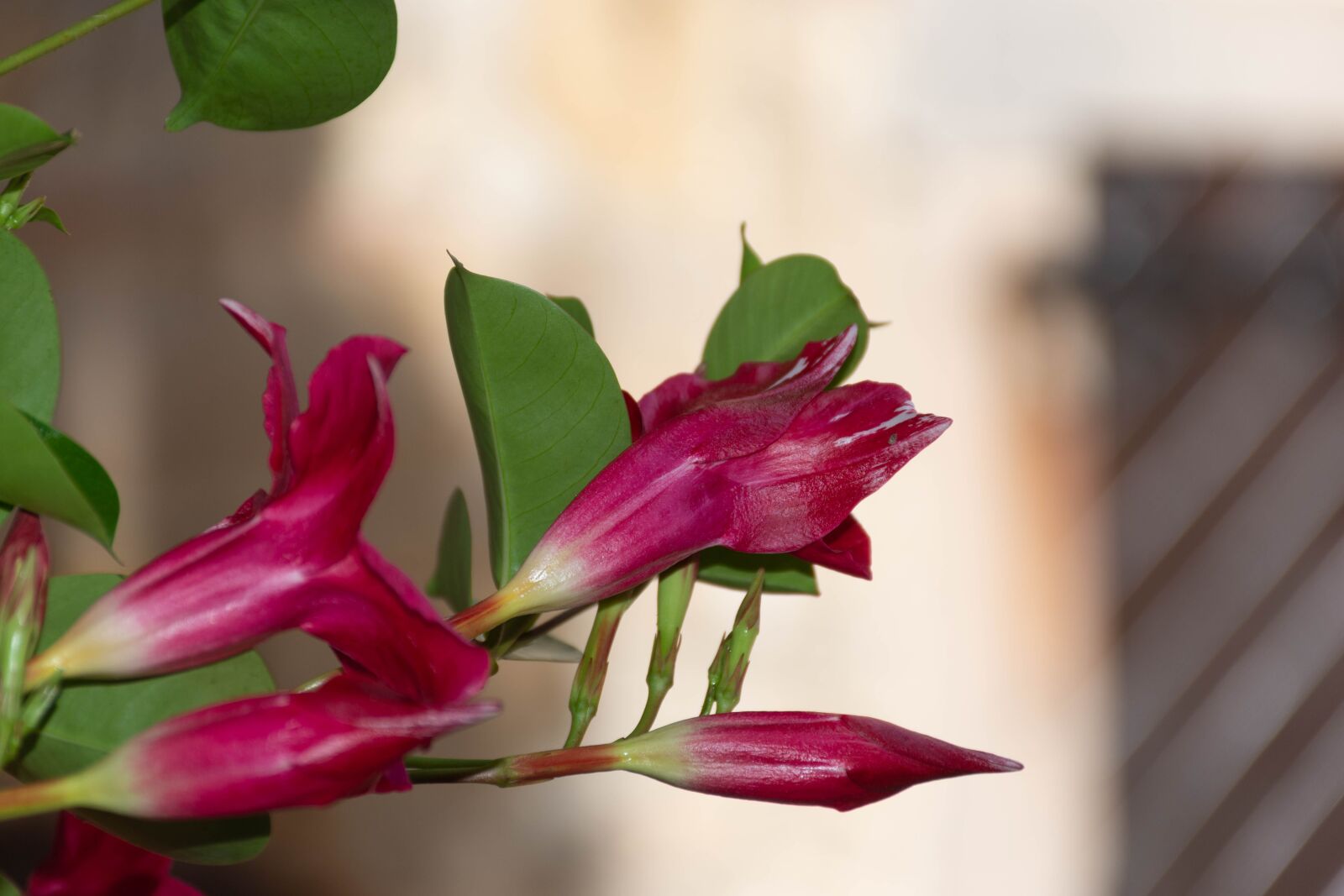 Nikon D7200 sample photo. Castle, flower, history photography