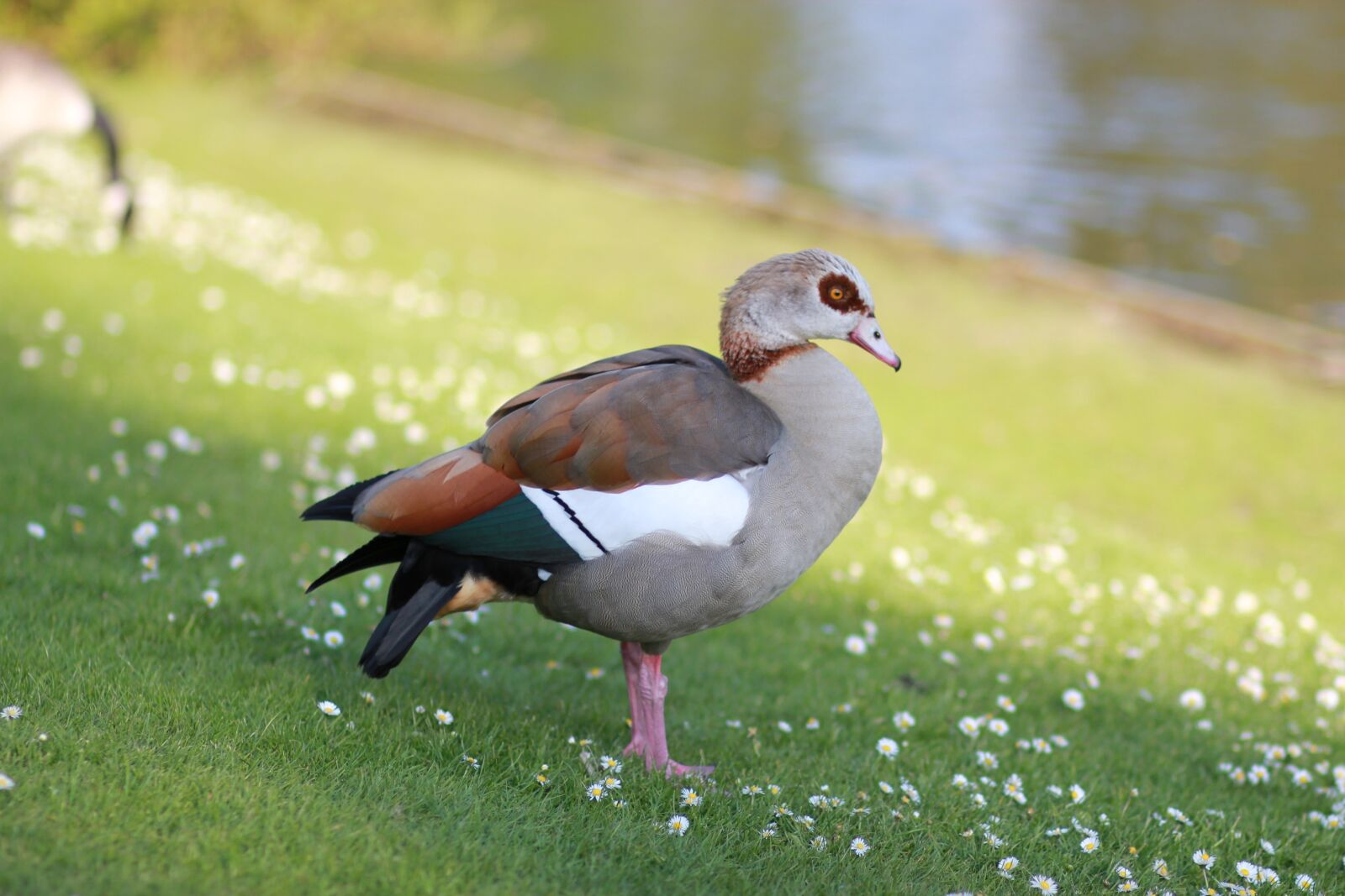 Canon EOS 550D (EOS Rebel T2i / EOS Kiss X4) sample photo. Egyptian goose, goose, geese photography