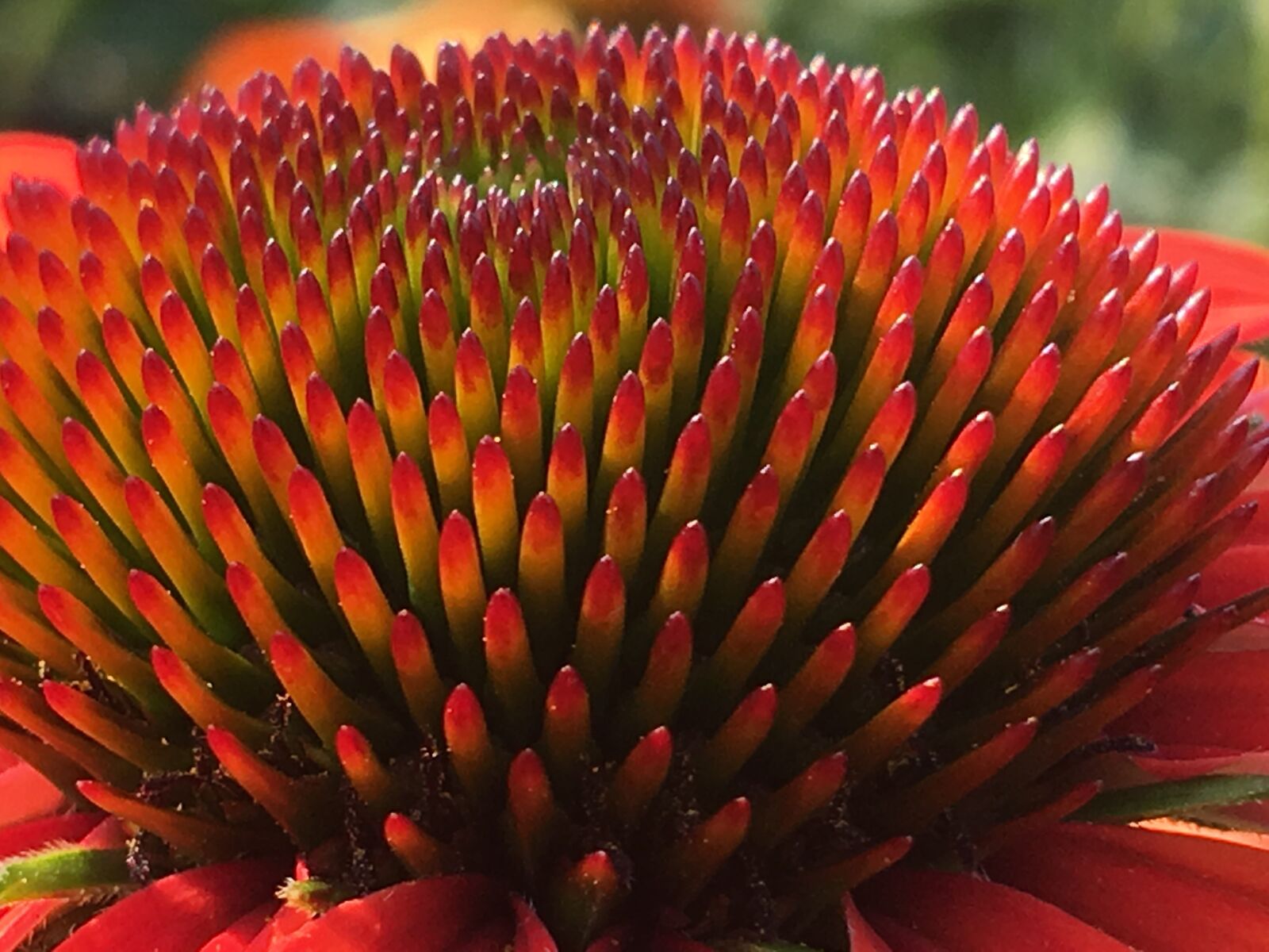 Apple iPhone 6s Plus sample photo. Flowers, and pistils, garden photography
