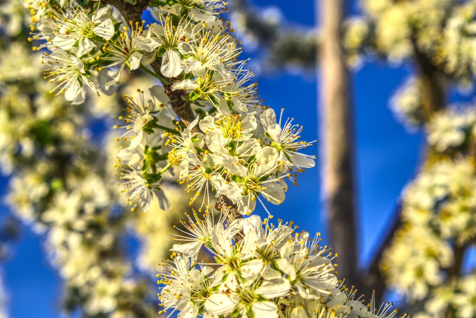 Sony a6000 sample photo. Blossom, bloom, bloom photography