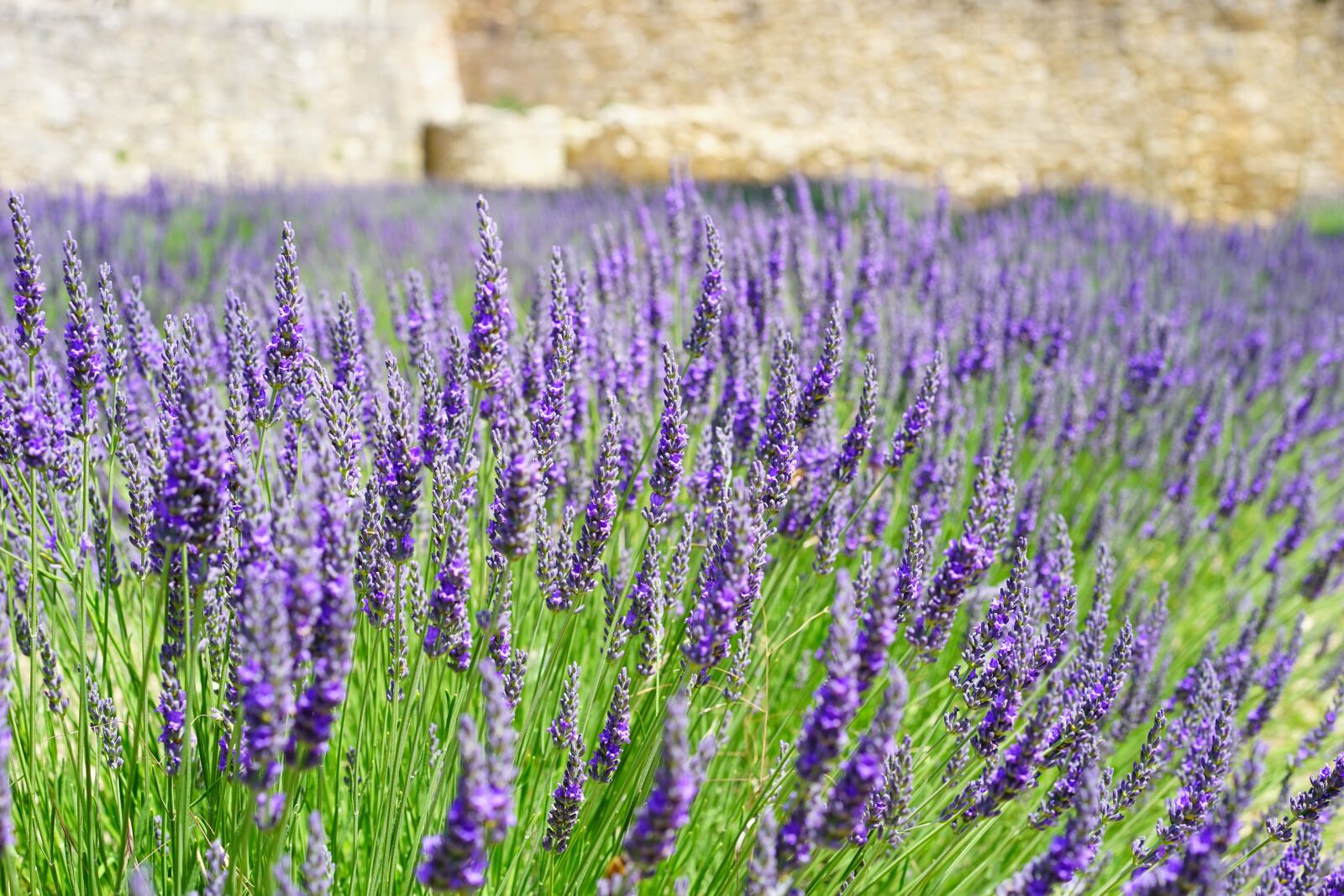 Sony a7 + Sony Sonnar T* FE 55mm F1.8 ZA sample photo. Lavender, flowers, blue photography