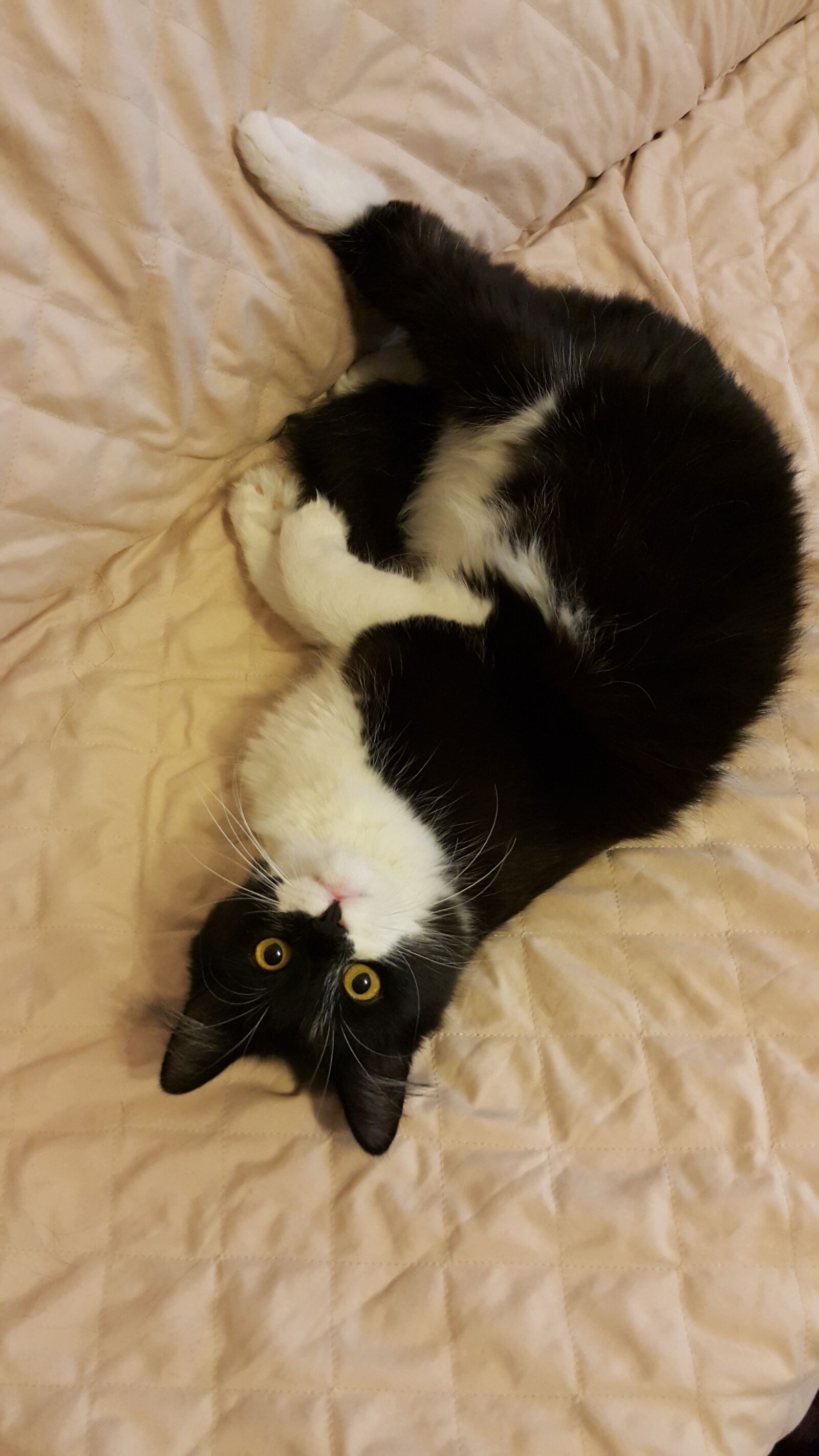Samsung Galaxy Note4 sample photo. Funny, cat, laziness photography