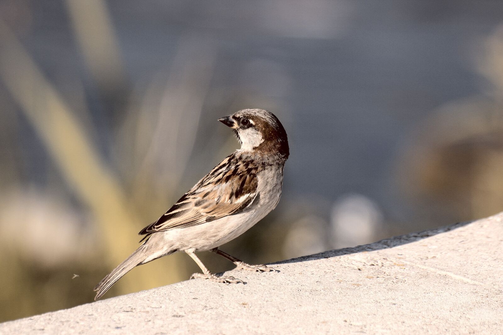 Canon EOS 600D (Rebel EOS T3i / EOS Kiss X5) sample photo. Nature, bird, the sparrow photography