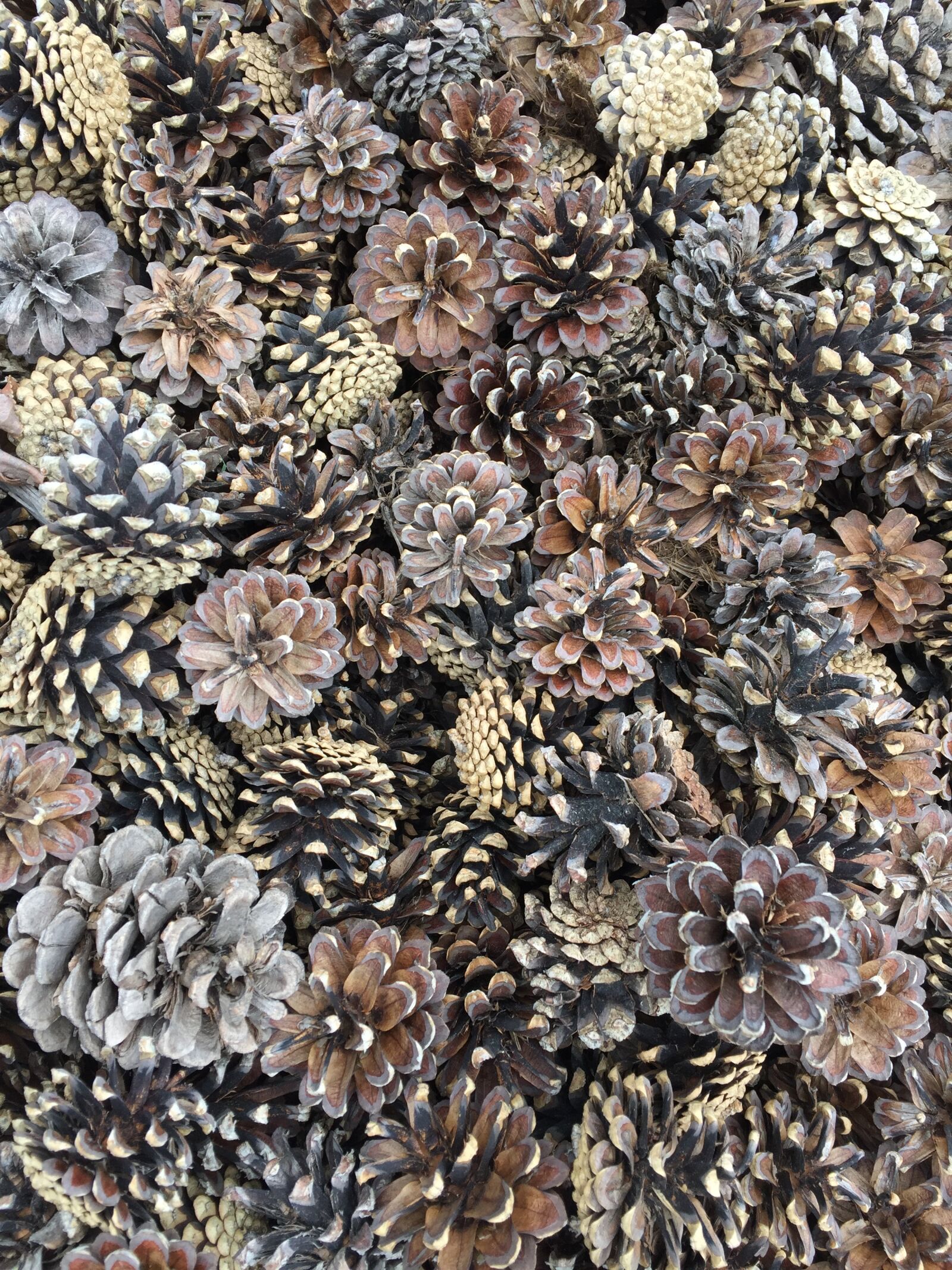 Apple iPhone 6 sample photo. Pine, decoration, nature photography