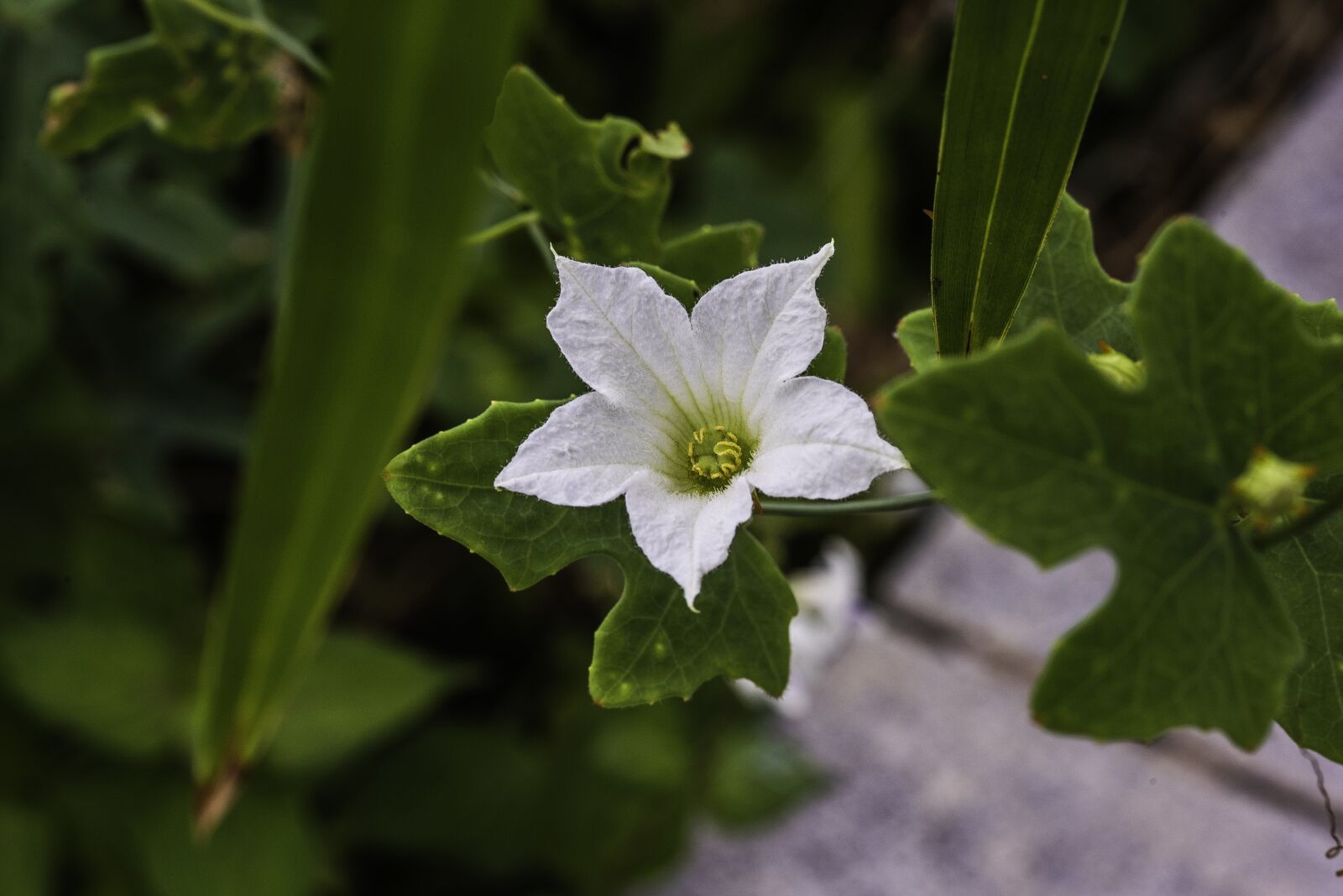 Nikon D810 sample photo. Flower, asia, pretty photography