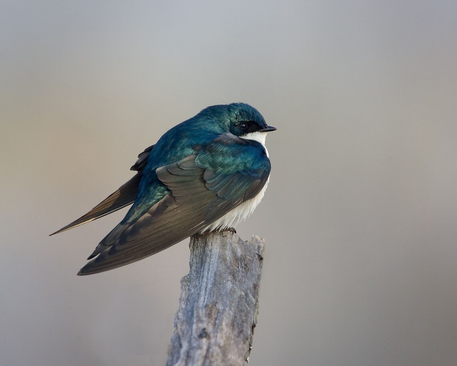 Canon EOS-1D Mark II sample photo. Tree swallow, bird, wildlife photography