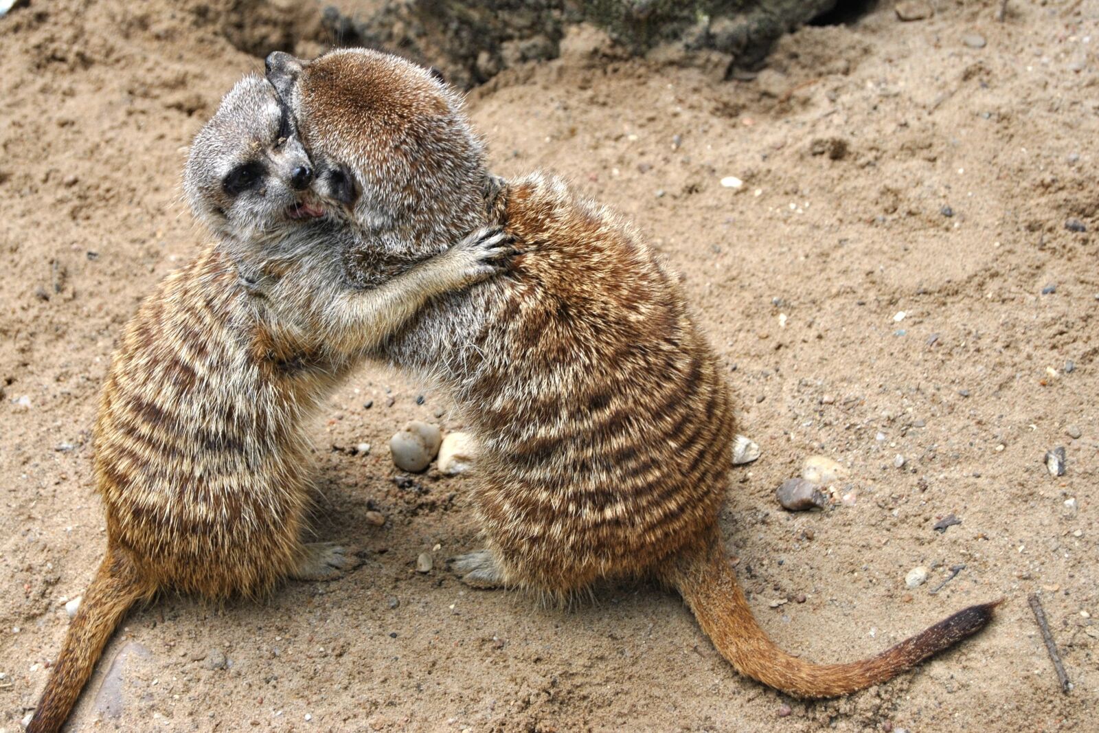 Nikon D3000 sample photo. Meerkat, animal, mammal photography