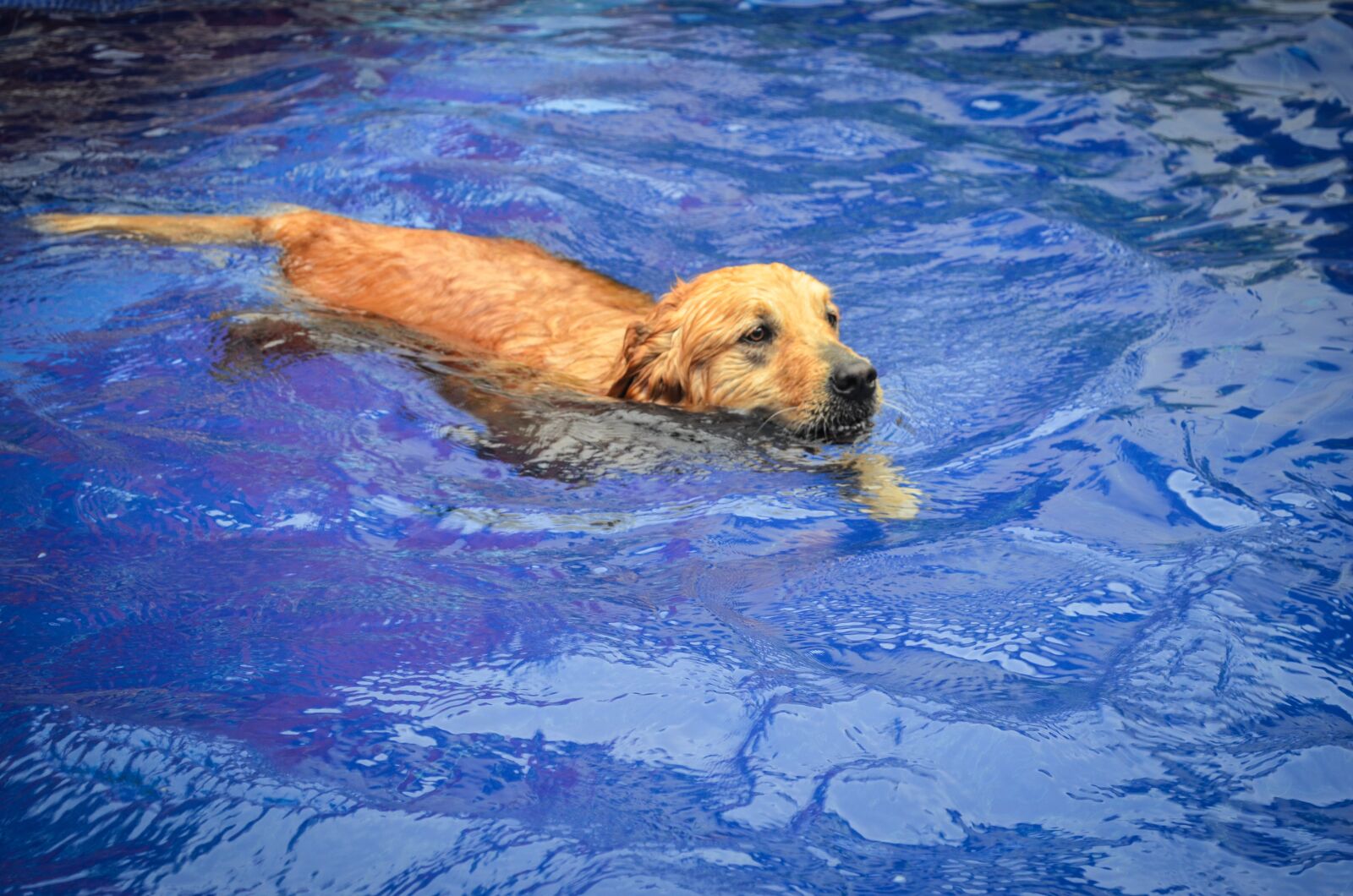 Nikon D5100 sample photo. Dog, pool, blue photography