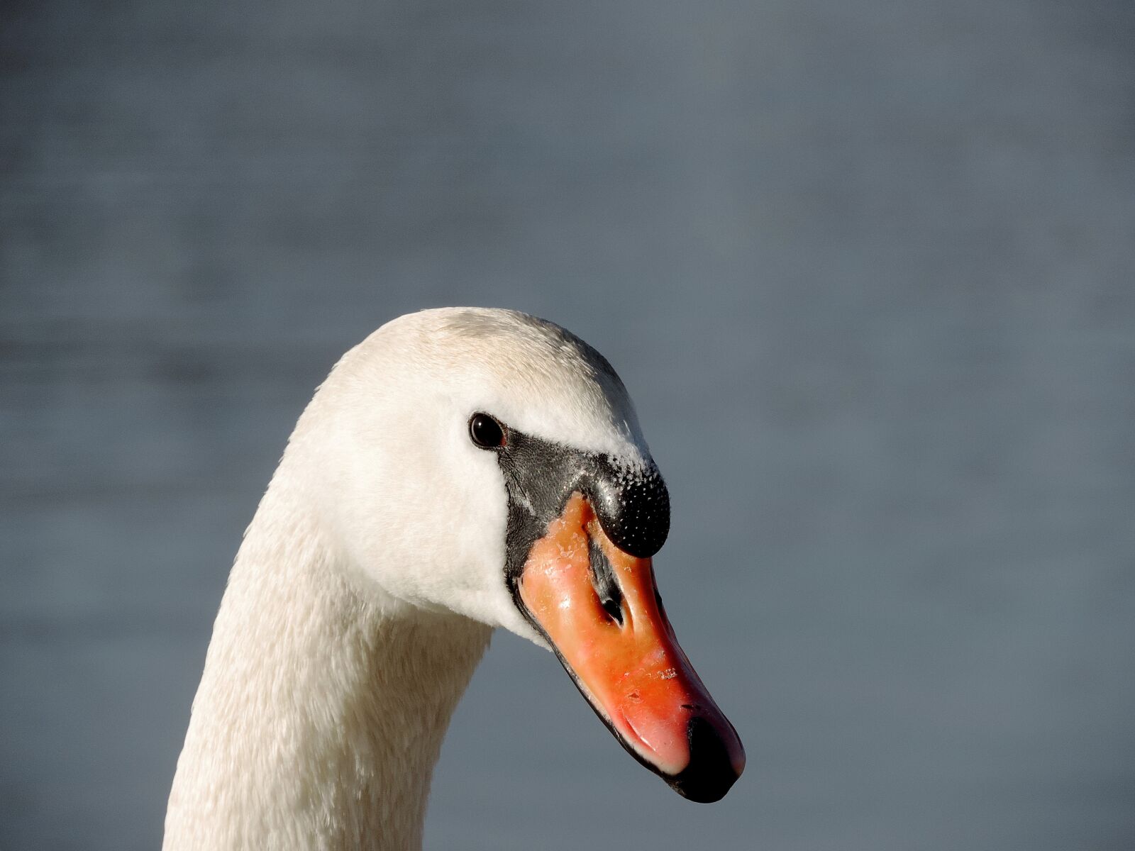 Nikon Coolpix P520 sample photo. Neck, head, beak, swan photography
