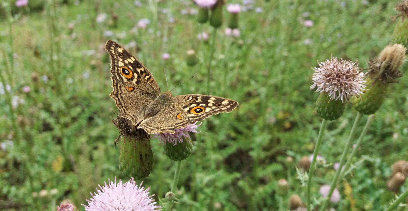 Samsung Galaxy J5(2016) sample photo. Butterfly, insect, small photography