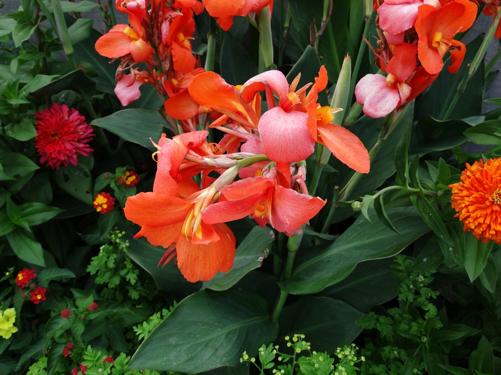 Sony Cyber-shot DSC-HX300 sample photo. Flower, red, plant photography