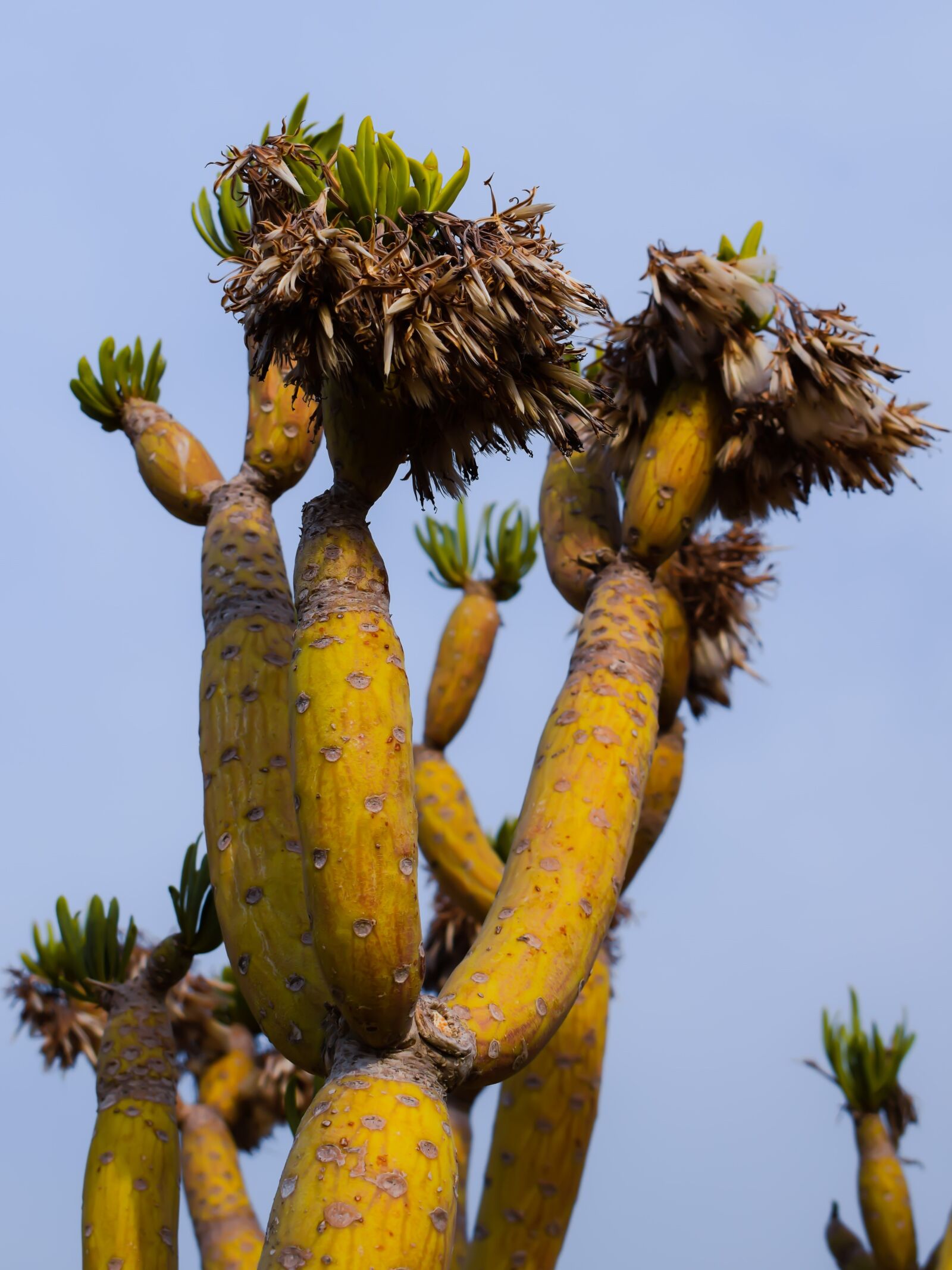 Nikon D3300 sample photo. Cactus, plant, nature photography