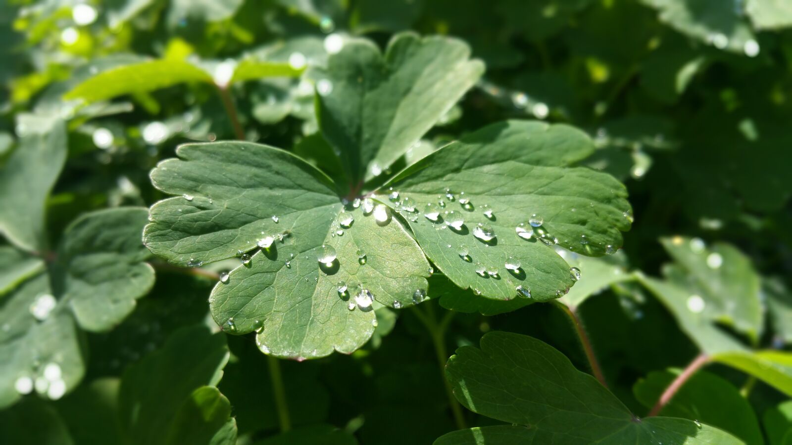 Samsung Galaxy Note4 sample photo. Nature, flower, spring photography