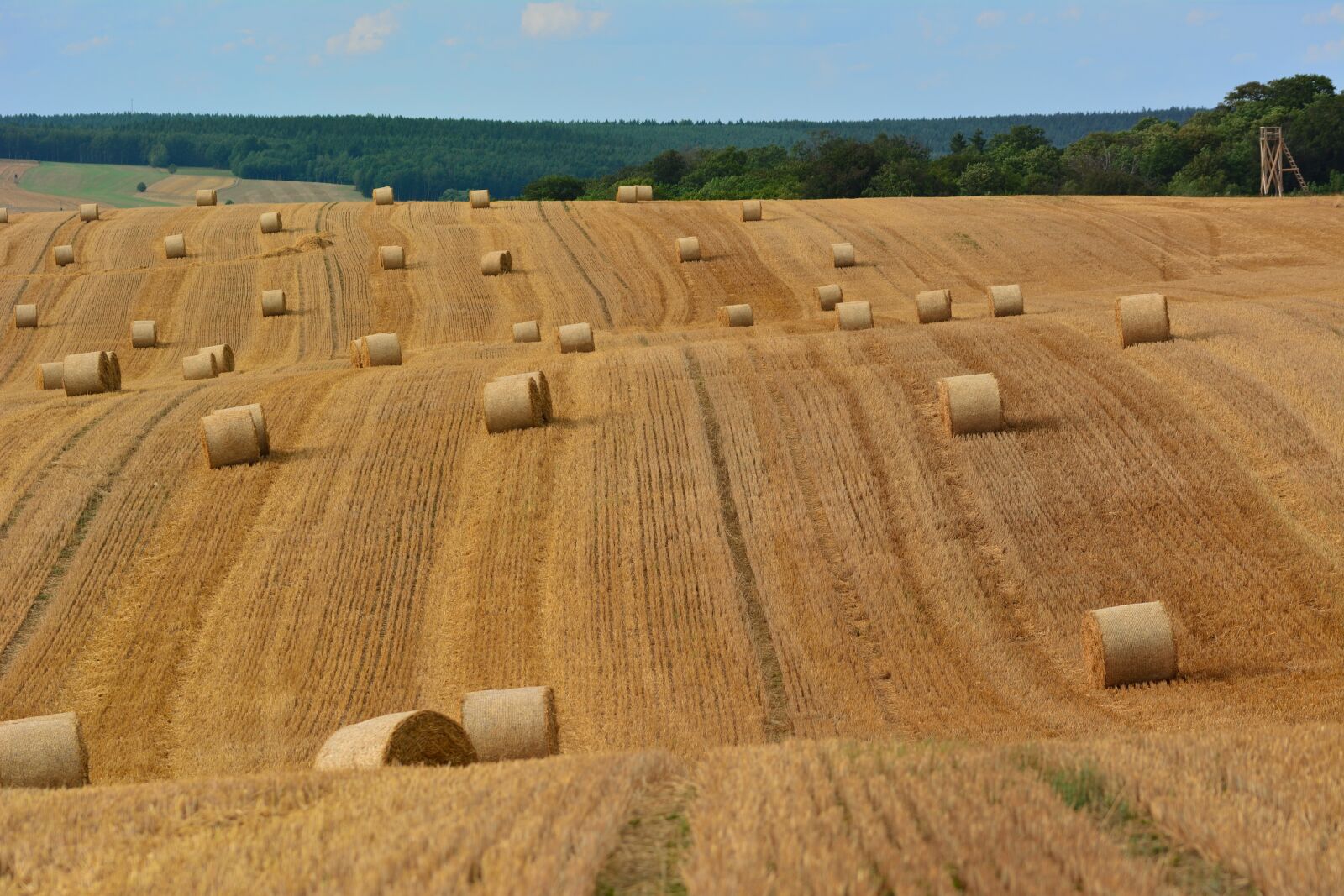 Nikon D5200 sample photo. Cornfield, harvest, agriculture photography