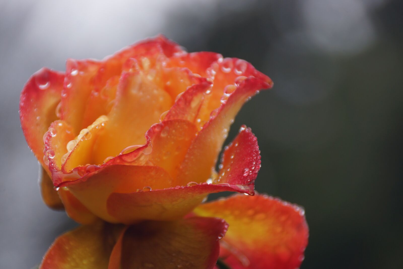 Sony DT 18-250mm F3.5-6.3 sample photo. Rose, beauty, rain photography