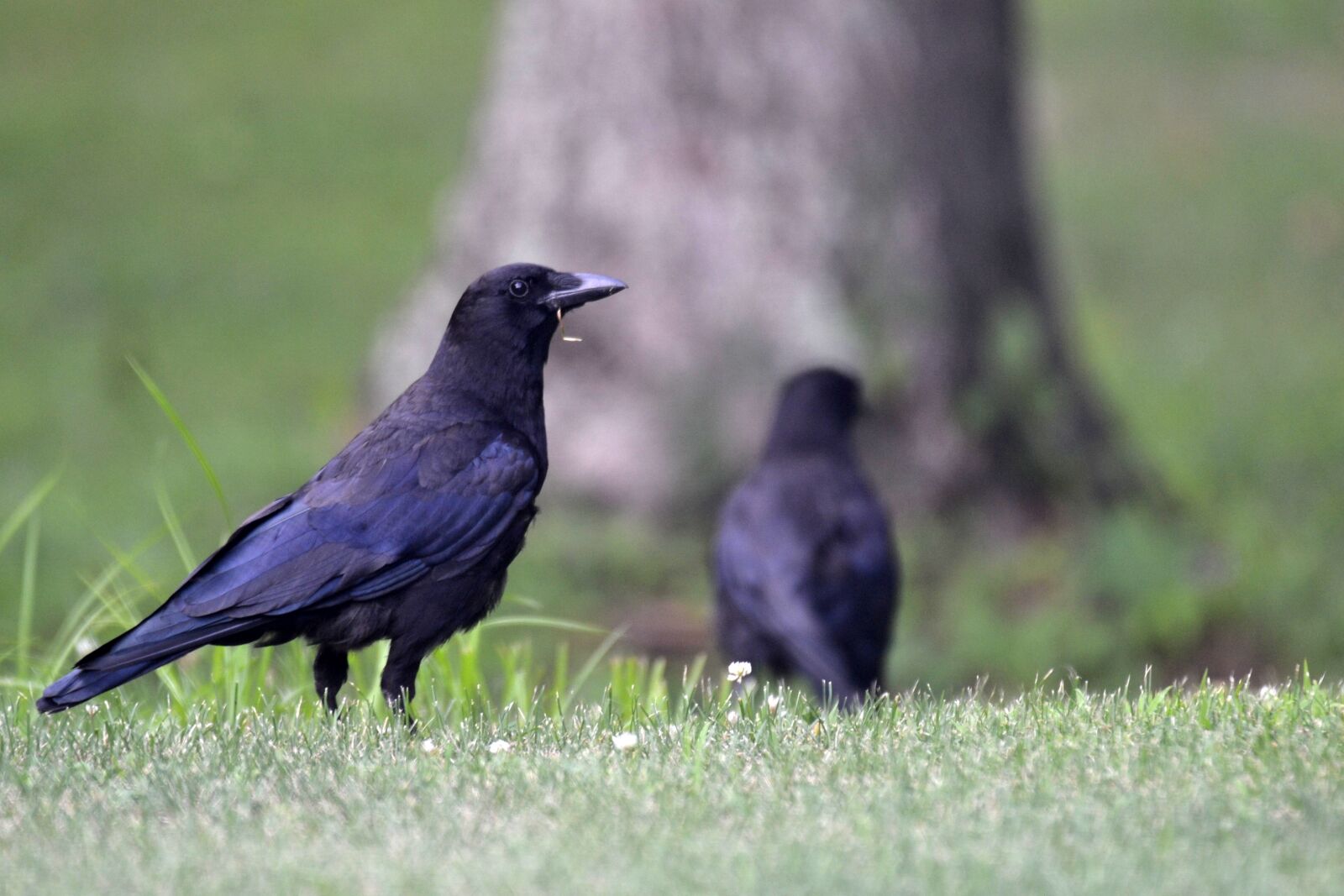 Nikon D3100 sample photo. Bird, crow, animal photography