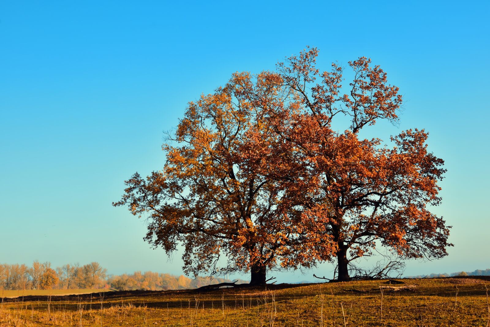 Nikon D5600 sample photo. Oak, deciduous trees, trees photography