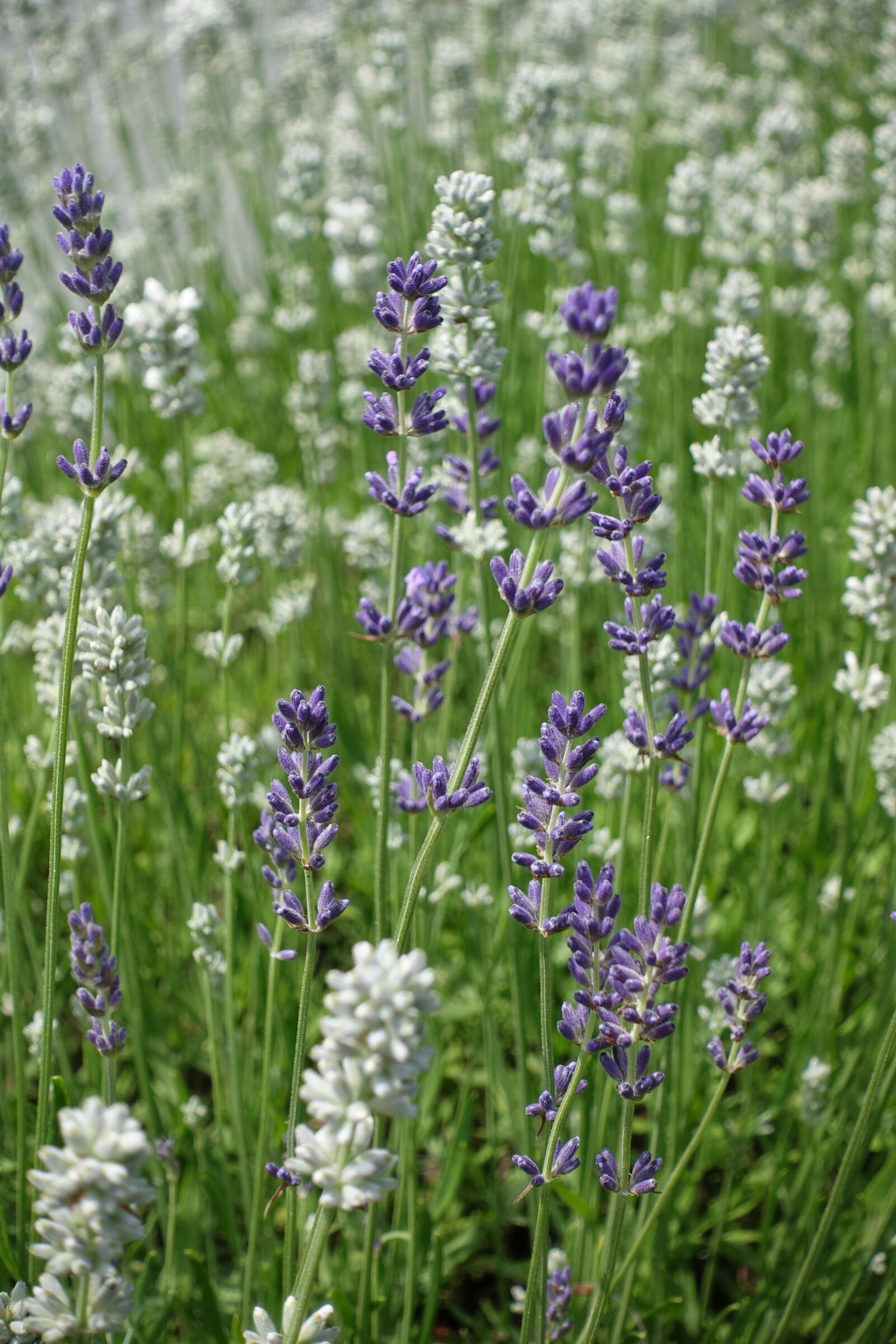 Sony Cyber-shot DSC-RX100 IV sample photo. Lavender, white lavender, flowers photography